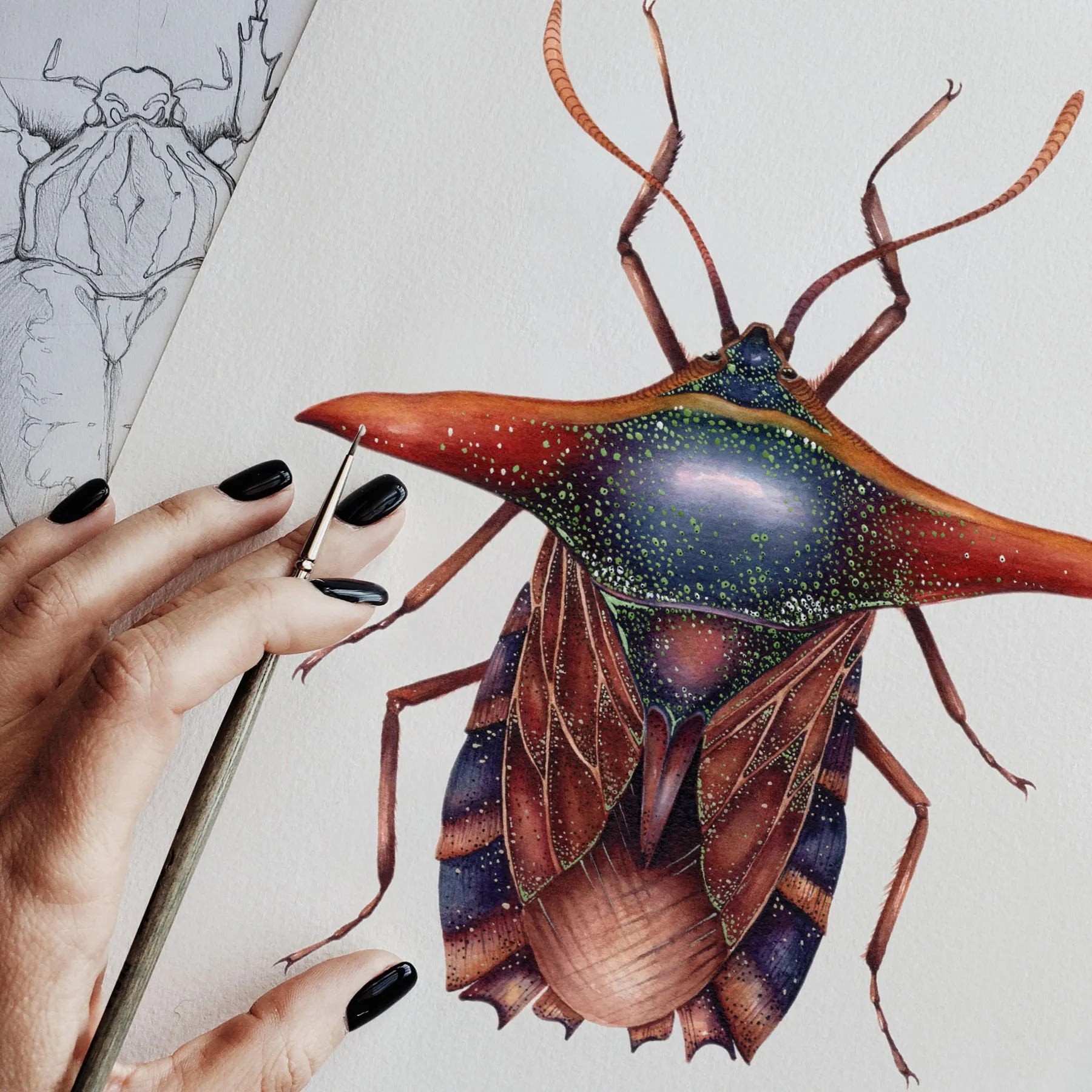Ornate Shield Bug (Pygoplatys lancifer) Watercolour Giclée Print