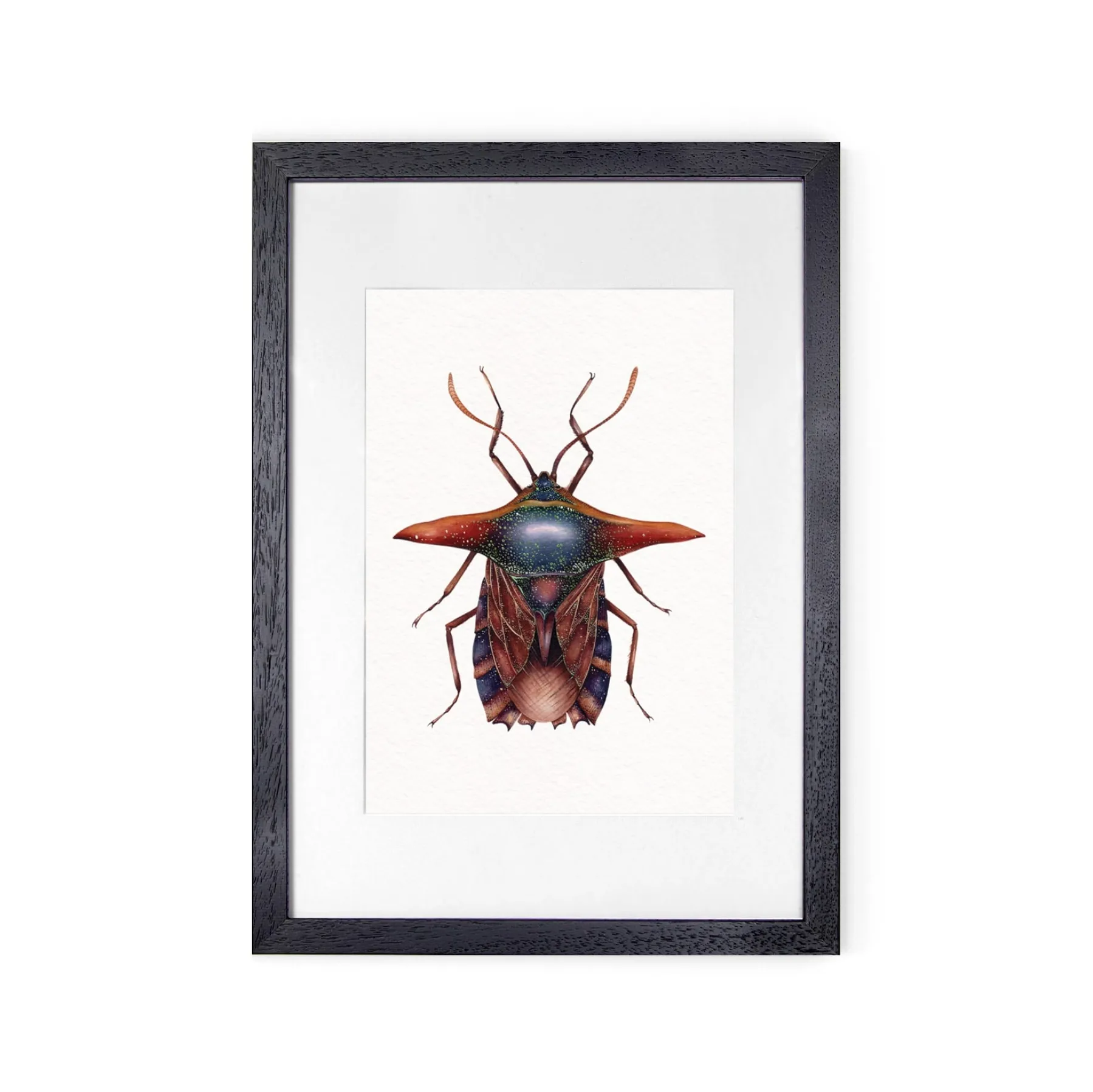 Ornate Shield Bug (Pygoplatys lancifer) Watercolour Giclée Print