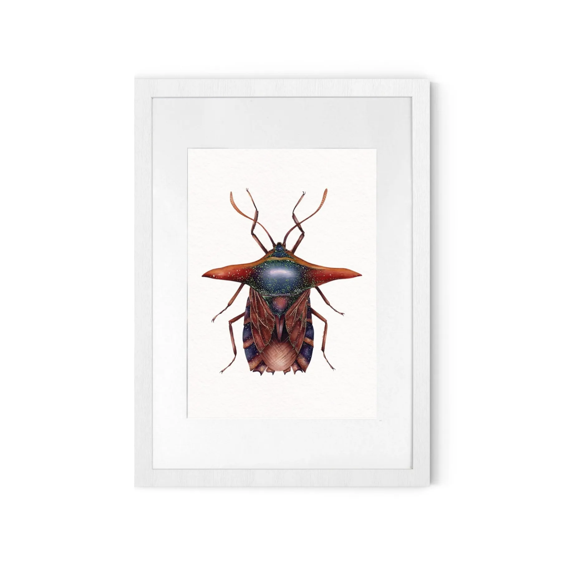 Ornate Shield Bug (Pygoplatys lancifer) Watercolour Giclée Print