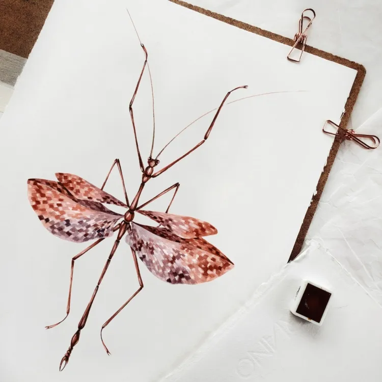 Violet-winged Stick Insect (Didymuria violescens)