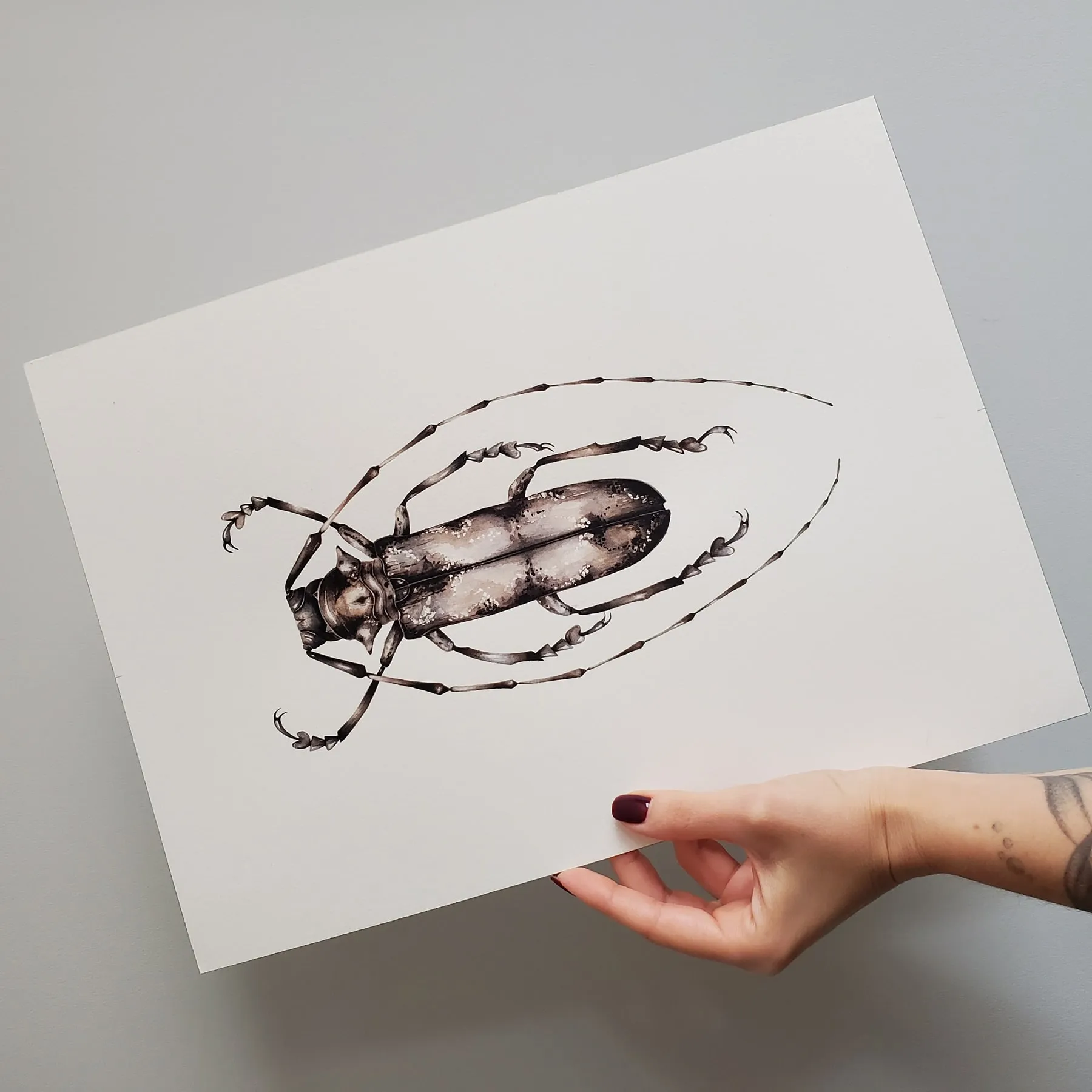 Minibeast Stampa Giclée Acquerello di Prosopocera Undulata dalla Tanzania