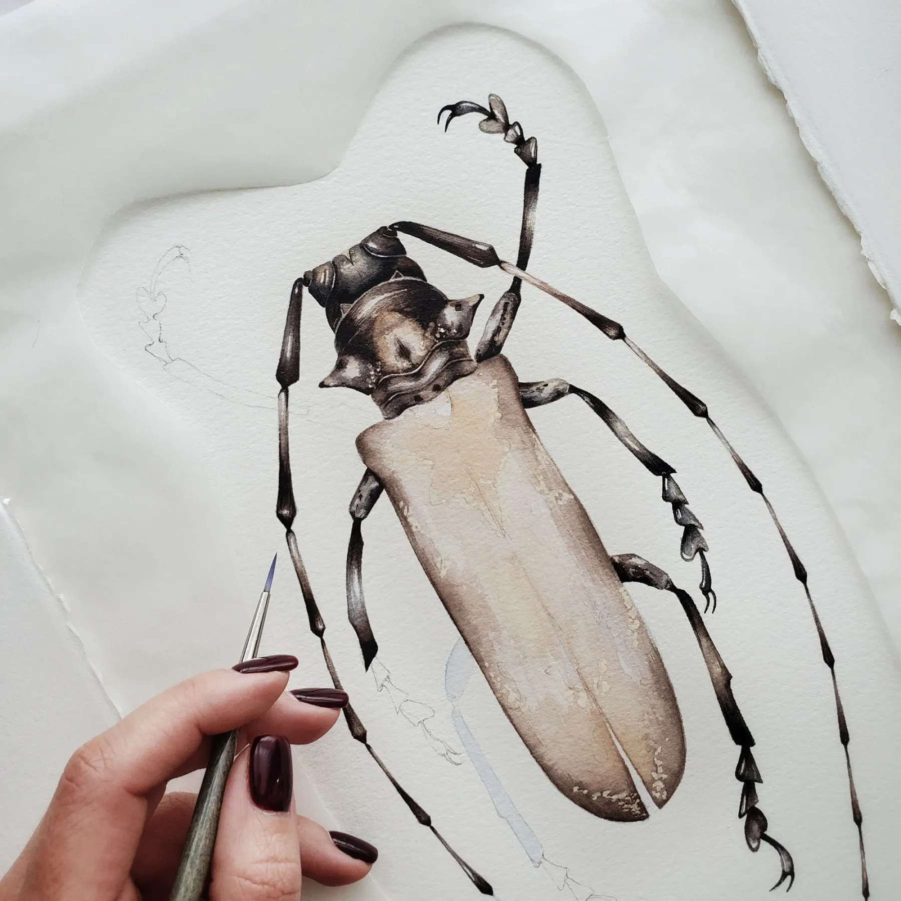 Minibeast Stampa Giclée Acquerello di Prosopocera Undulata dalla Tanzania