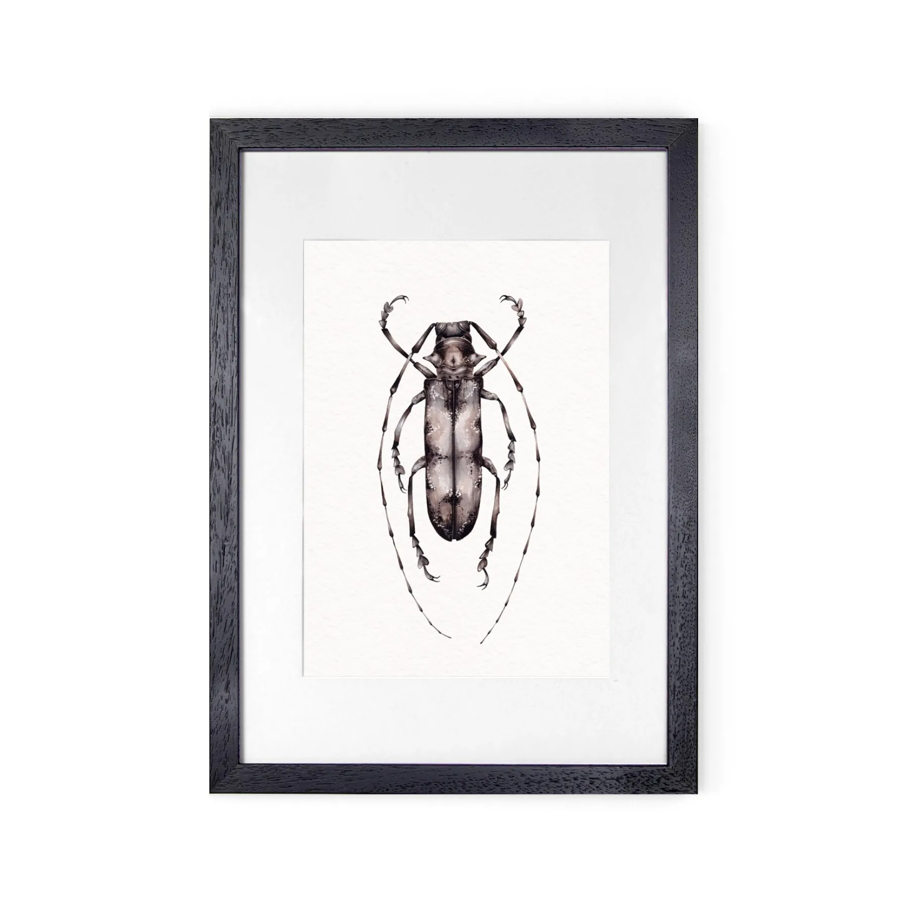 Minibeast Stampa Giclée Acquerello di Prosopocera Undulata dalla Tanzania