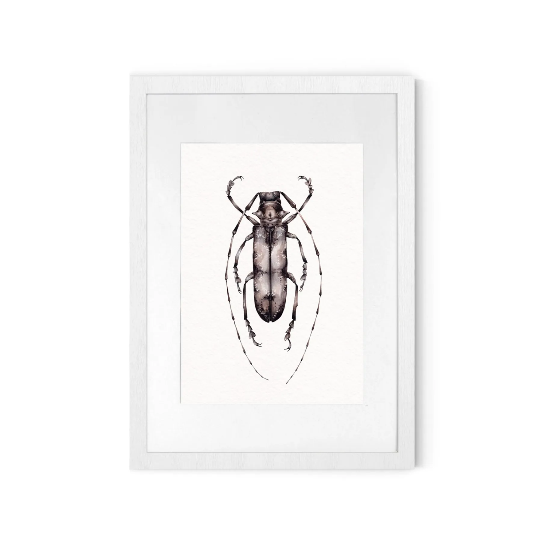 Minibeast Stampa Giclée Acquerello di Prosopocera Undulata dalla Tanzania