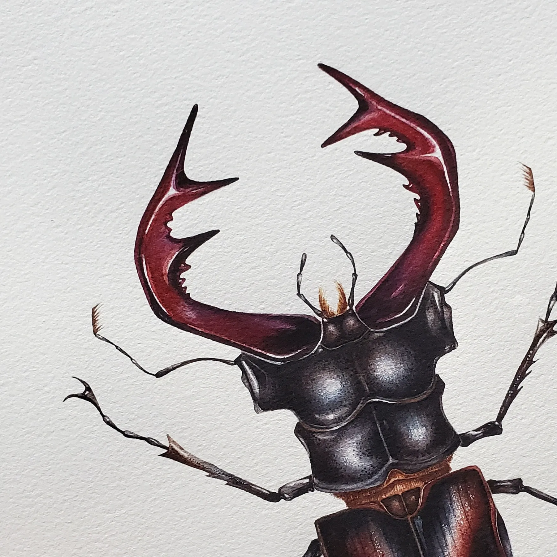Minibeast Cervo Beetle Europeo (Lucanus cervus) Stampa Giclée Acquerello