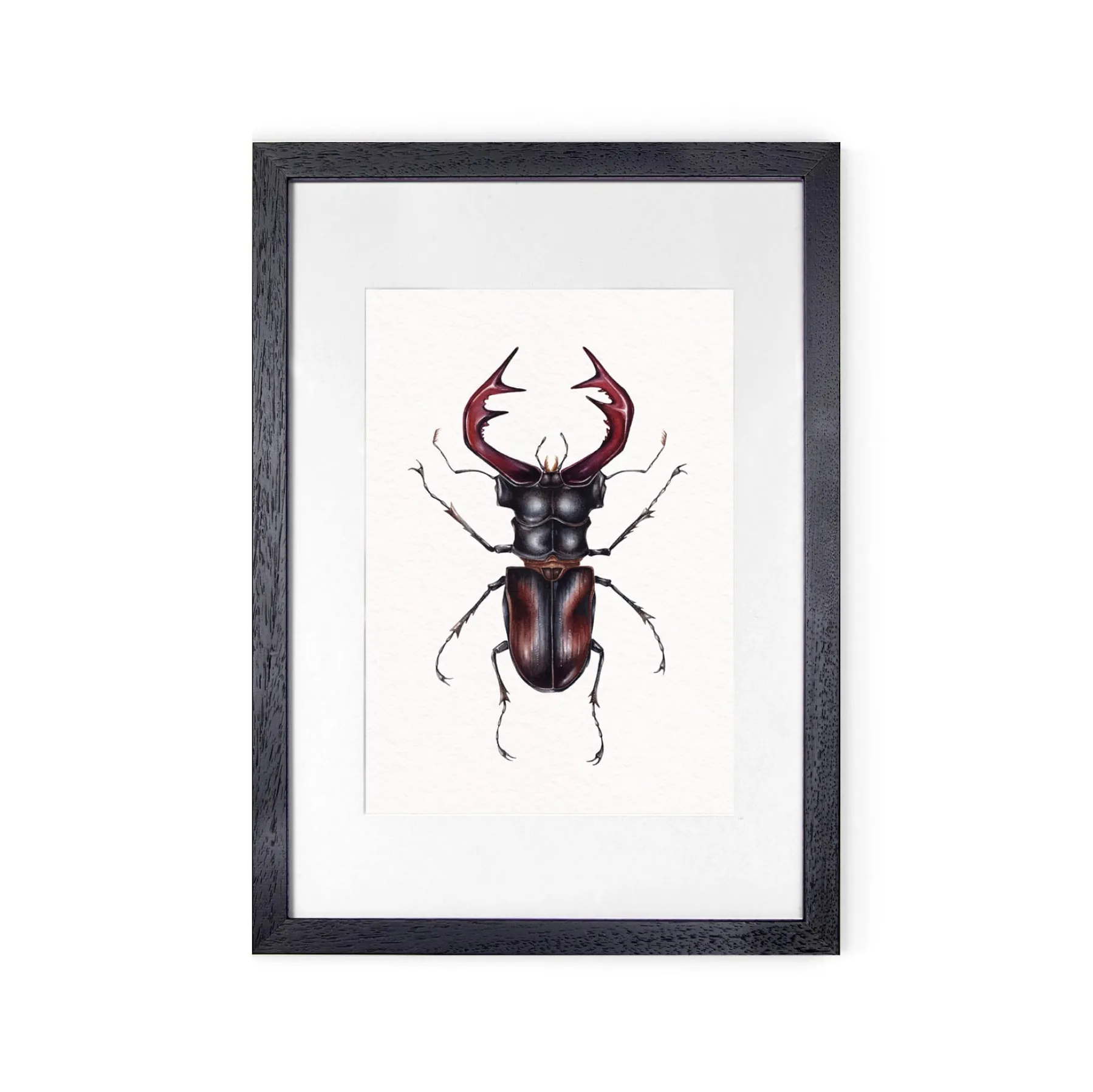 Minibeast Cervo Beetle Europeo (Lucanus cervus) Stampa Giclée Acquerello