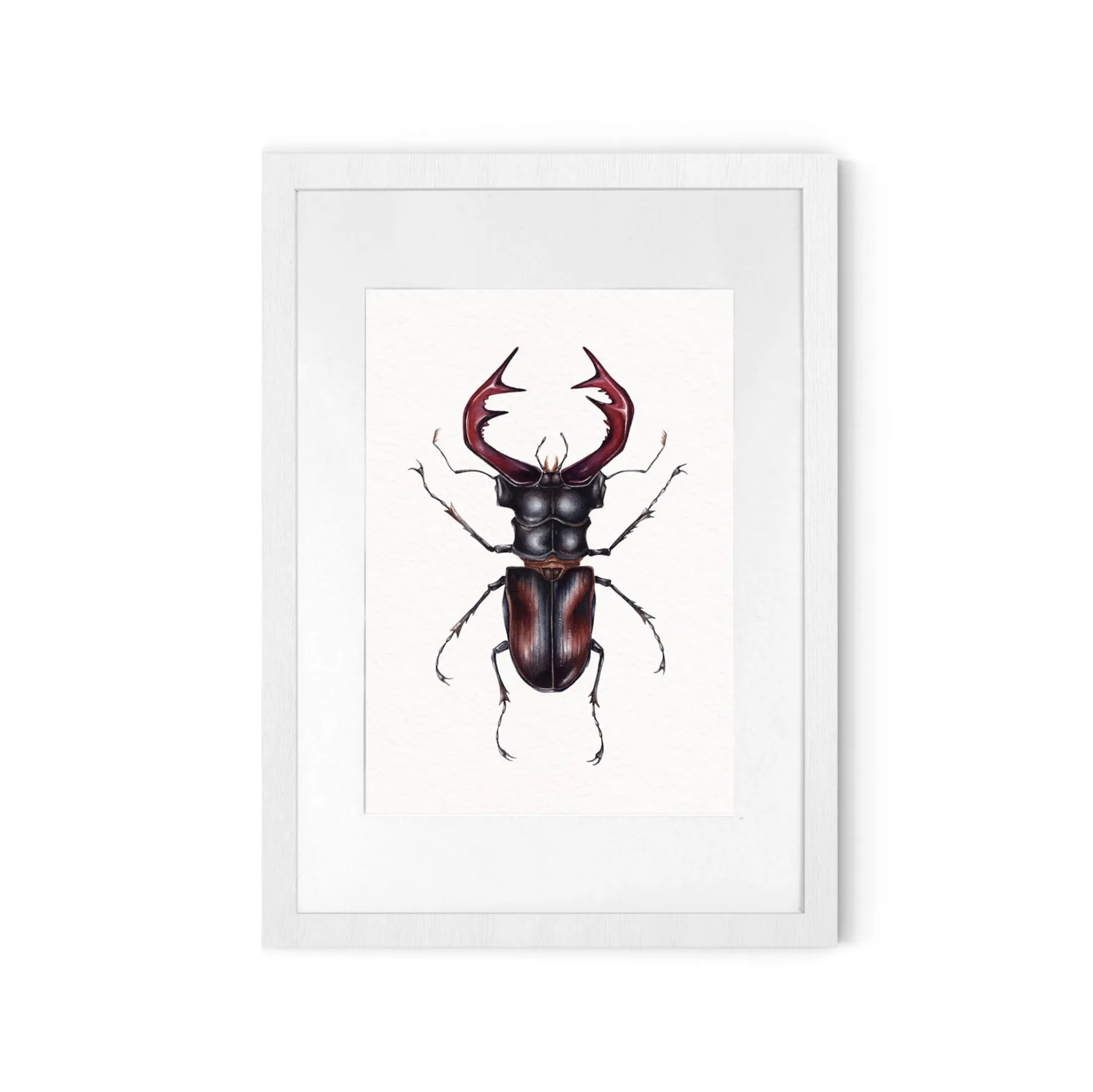 Minibeast Cervo Beetle Europeo (Lucanus cervus) Stampa Giclée Acquerello