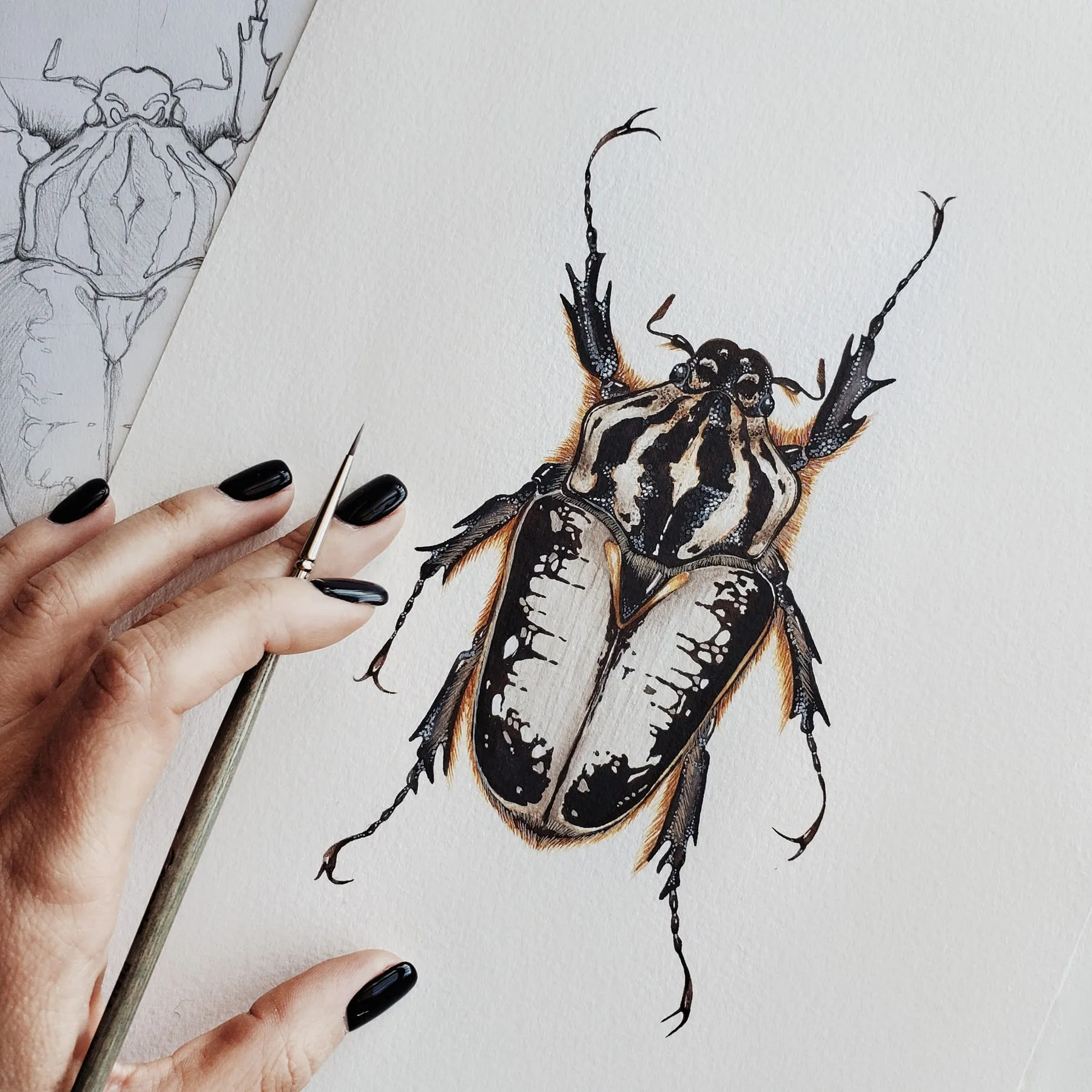 Minibeast Beetle Goliath Royal Femelle (Goliathus regius) Impression Giclée Aquarelle
