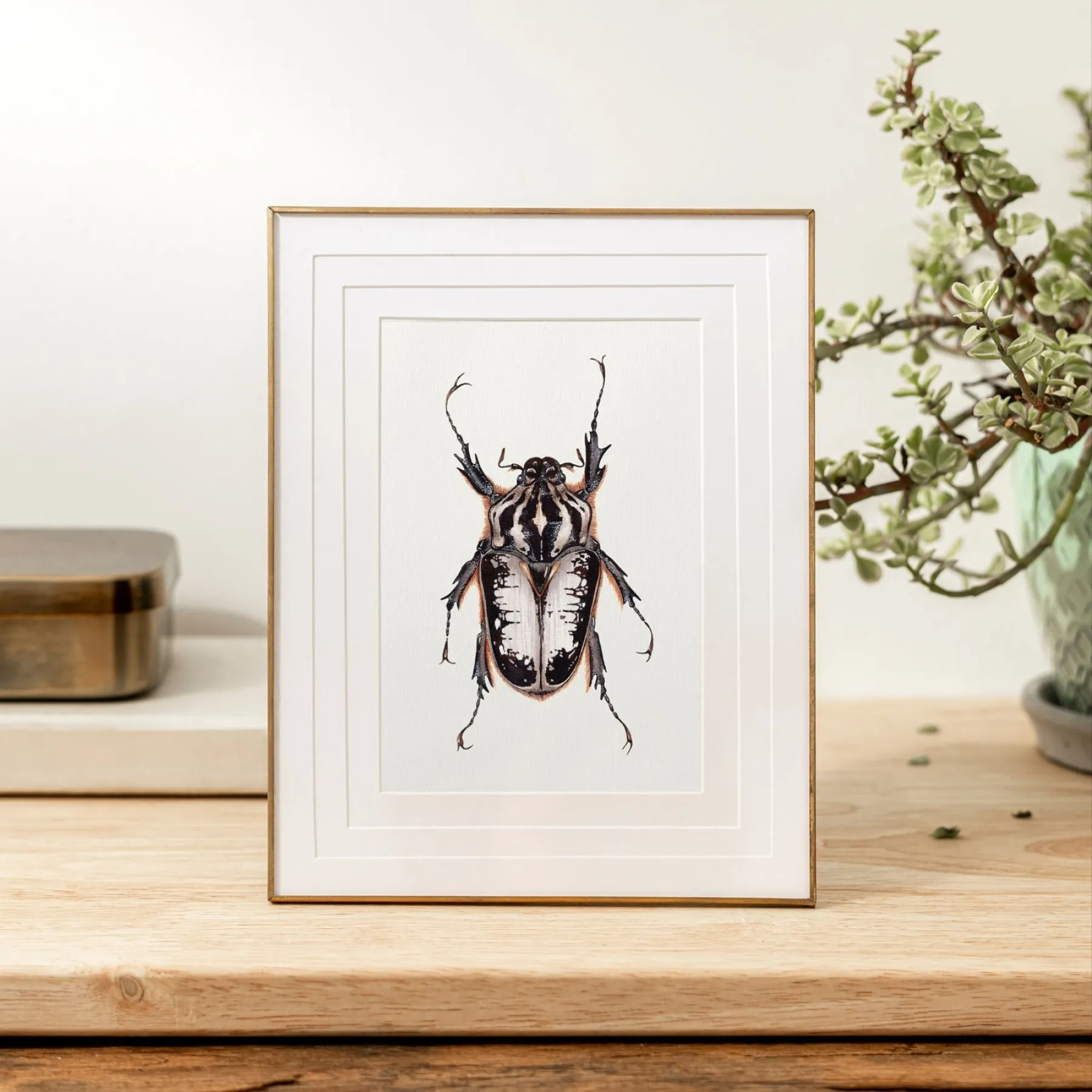Minibeast Beetle Goliath Royal Femelle (Goliathus regius) Impression Giclée Aquarelle