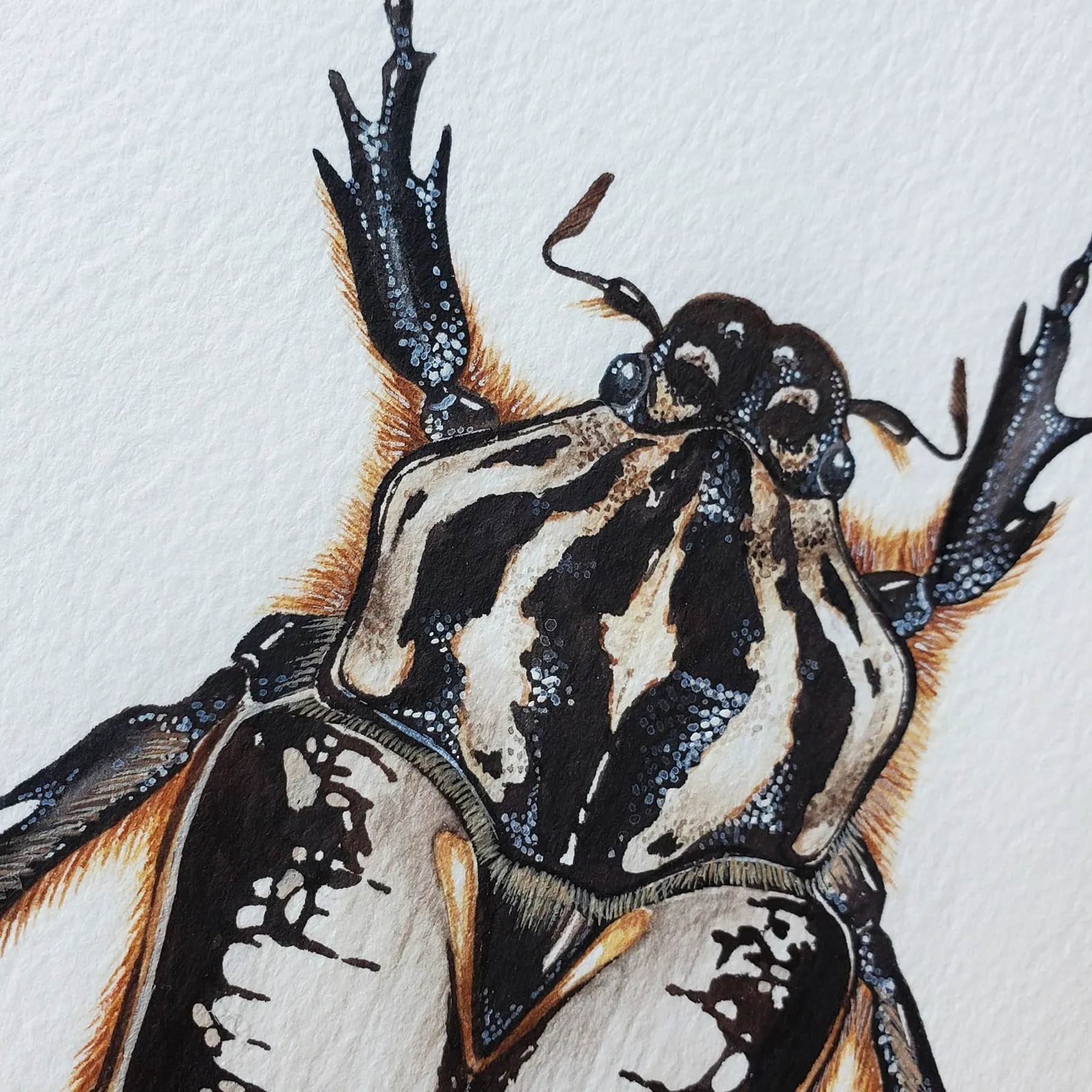 Minibeast Beetle Goliath Royal Femelle (Goliathus regius) Impression Giclée Aquarelle