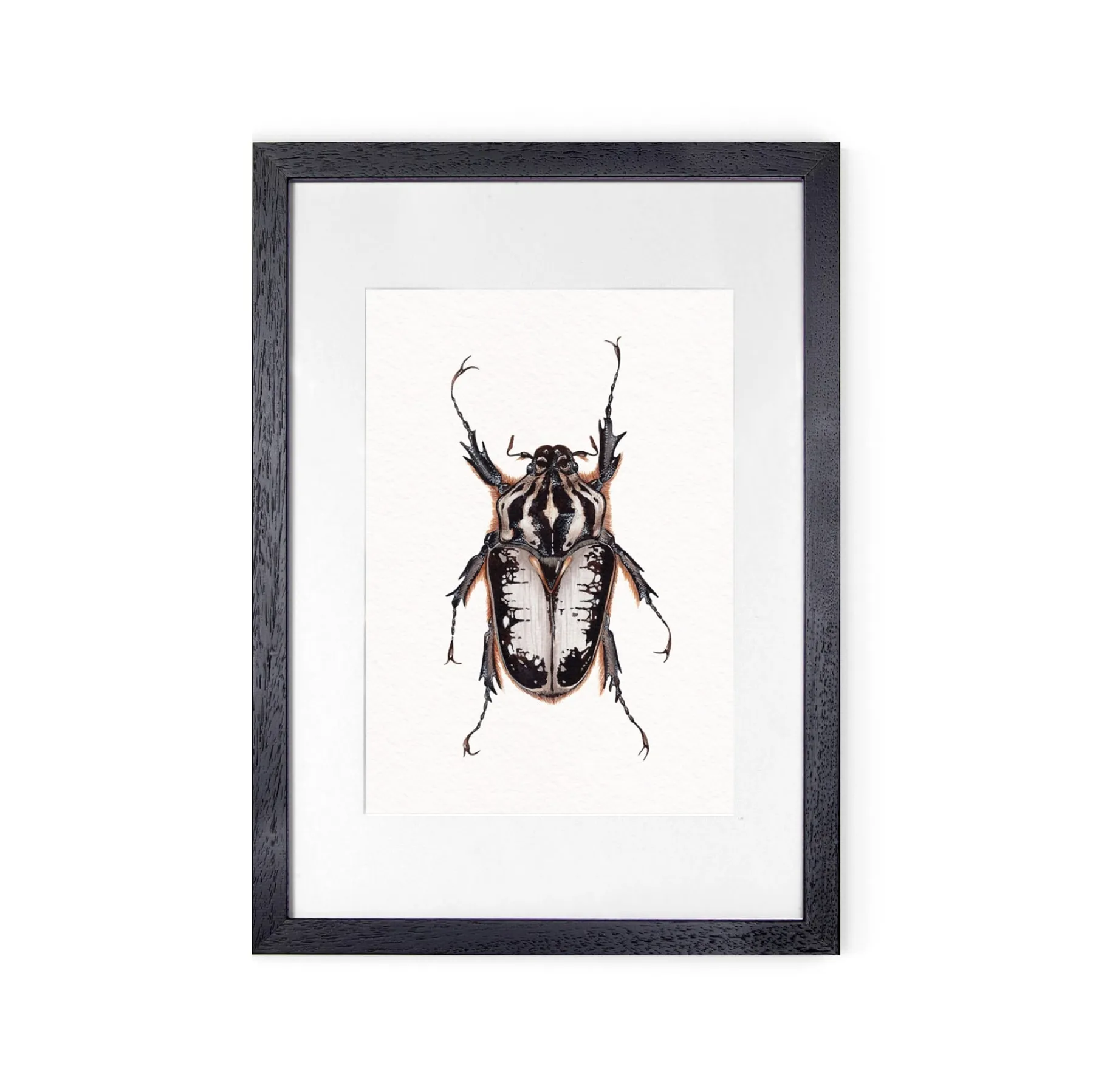 Minibeast Beetle Goliath Royal Femelle (Goliathus regius) Impression Giclée Aquarelle
