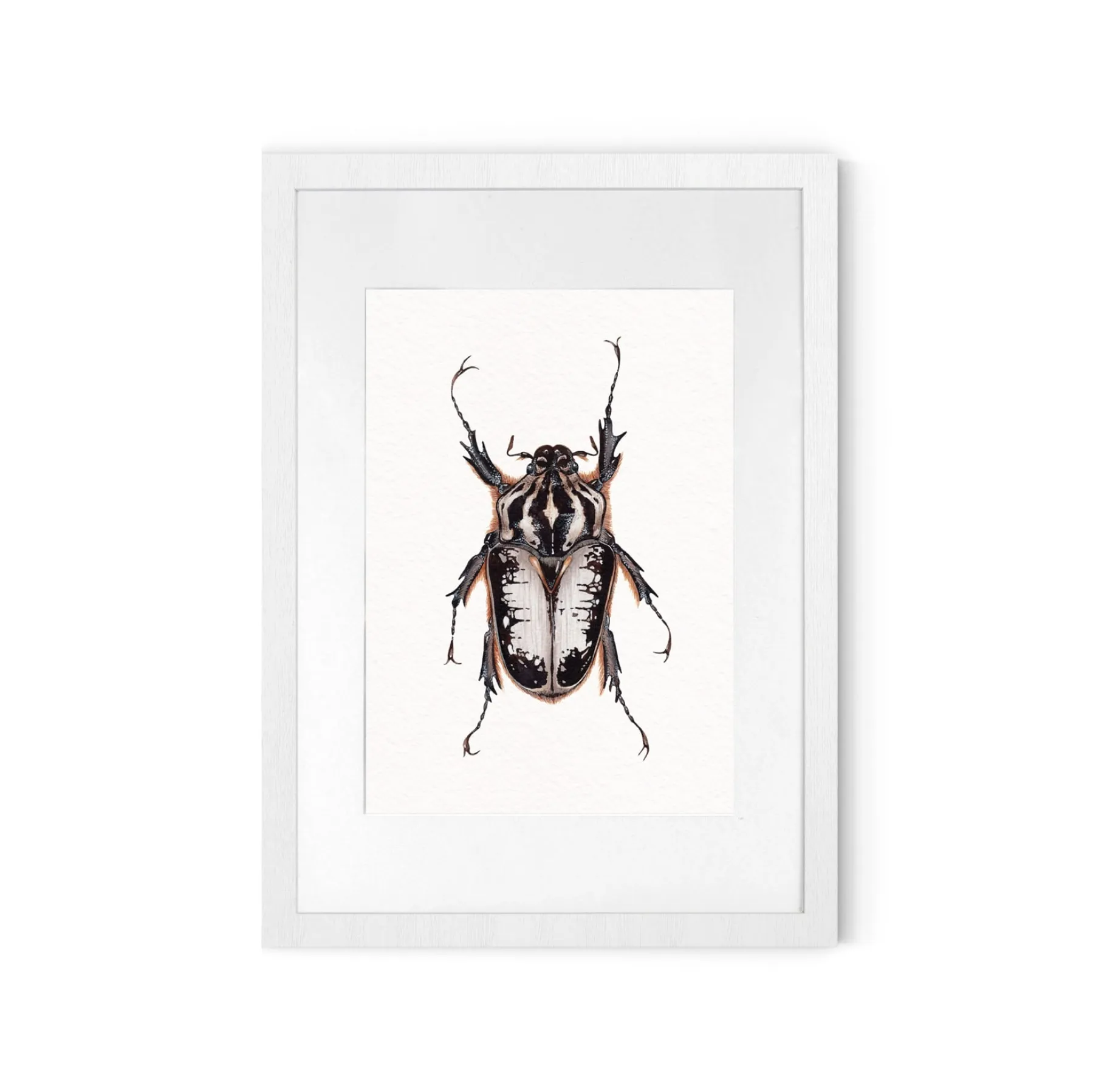 Minibeast Beetle Goliath Royal Femelle (Goliathus regius) Impression Giclée Aquarelle