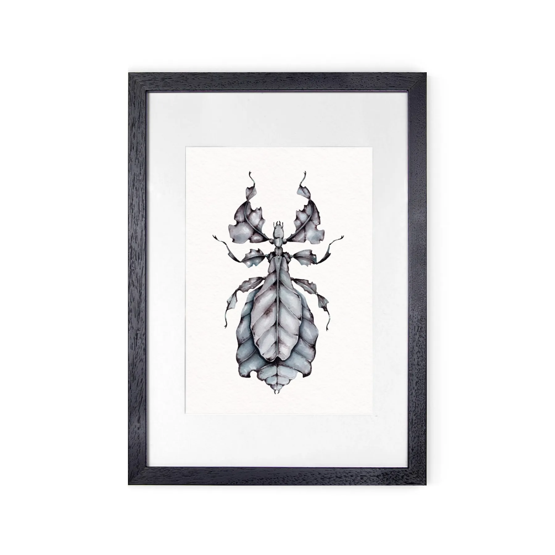 Minibeast Gray's Leaf Insect (Phyllium bioculatum) Watercolour Giclée Print