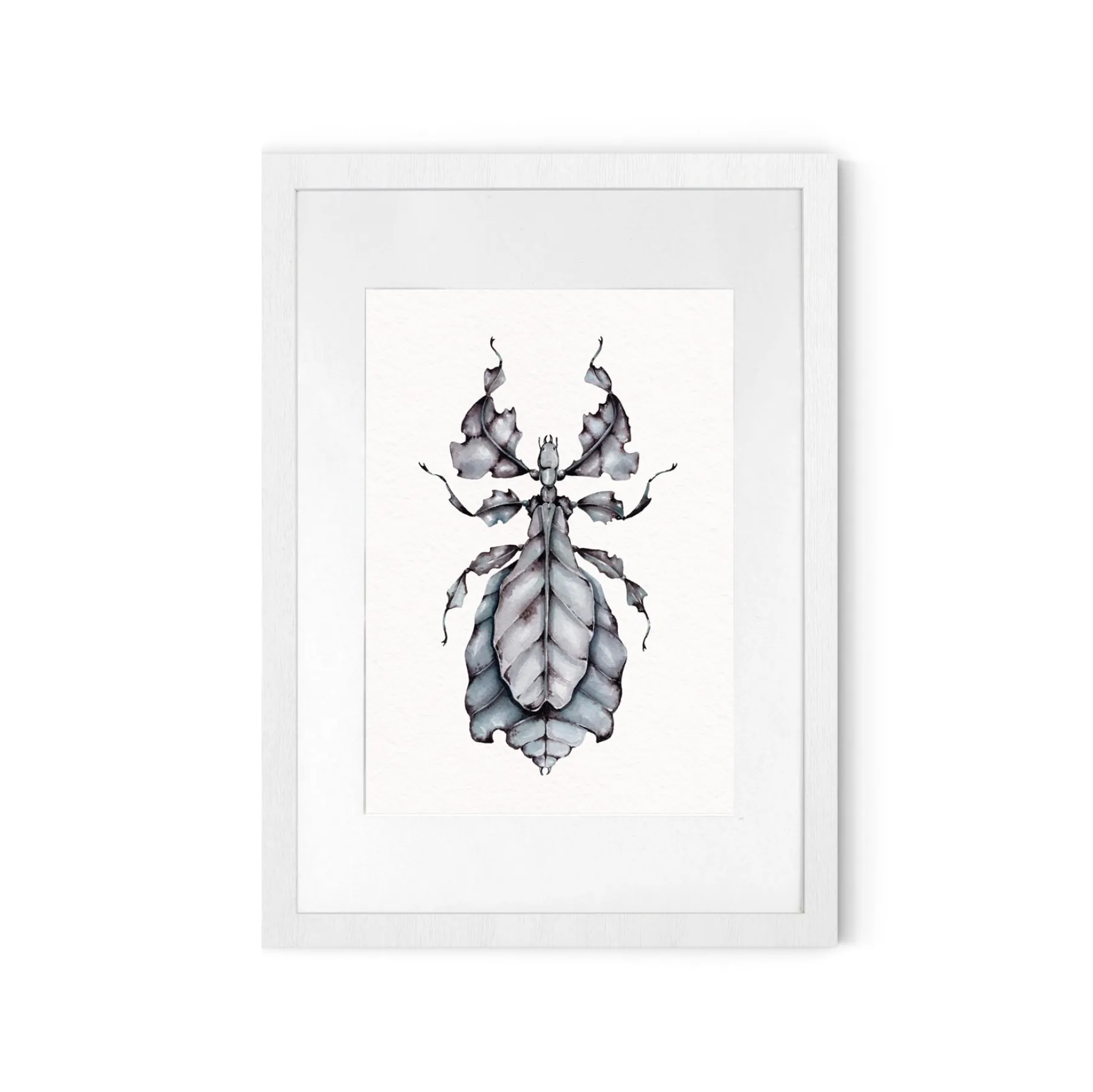 Minibeast Gray's Leaf Insect (Phyllium bioculatum) Watercolour Giclée Print