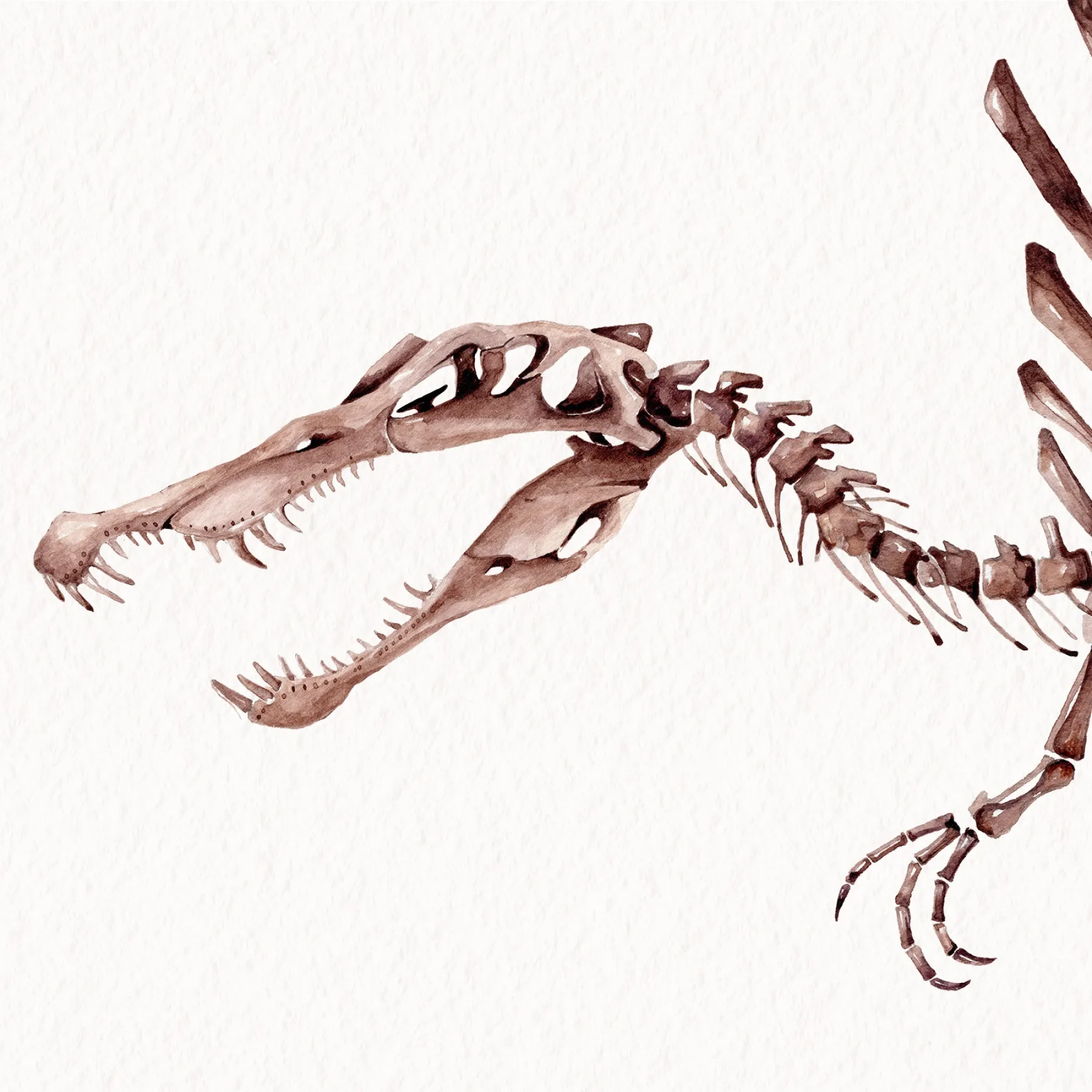 Minibeast Ilustración de Spinosaurus y Fósil de Diente en marco vitrina (Spinosaurus aegyptiacus)