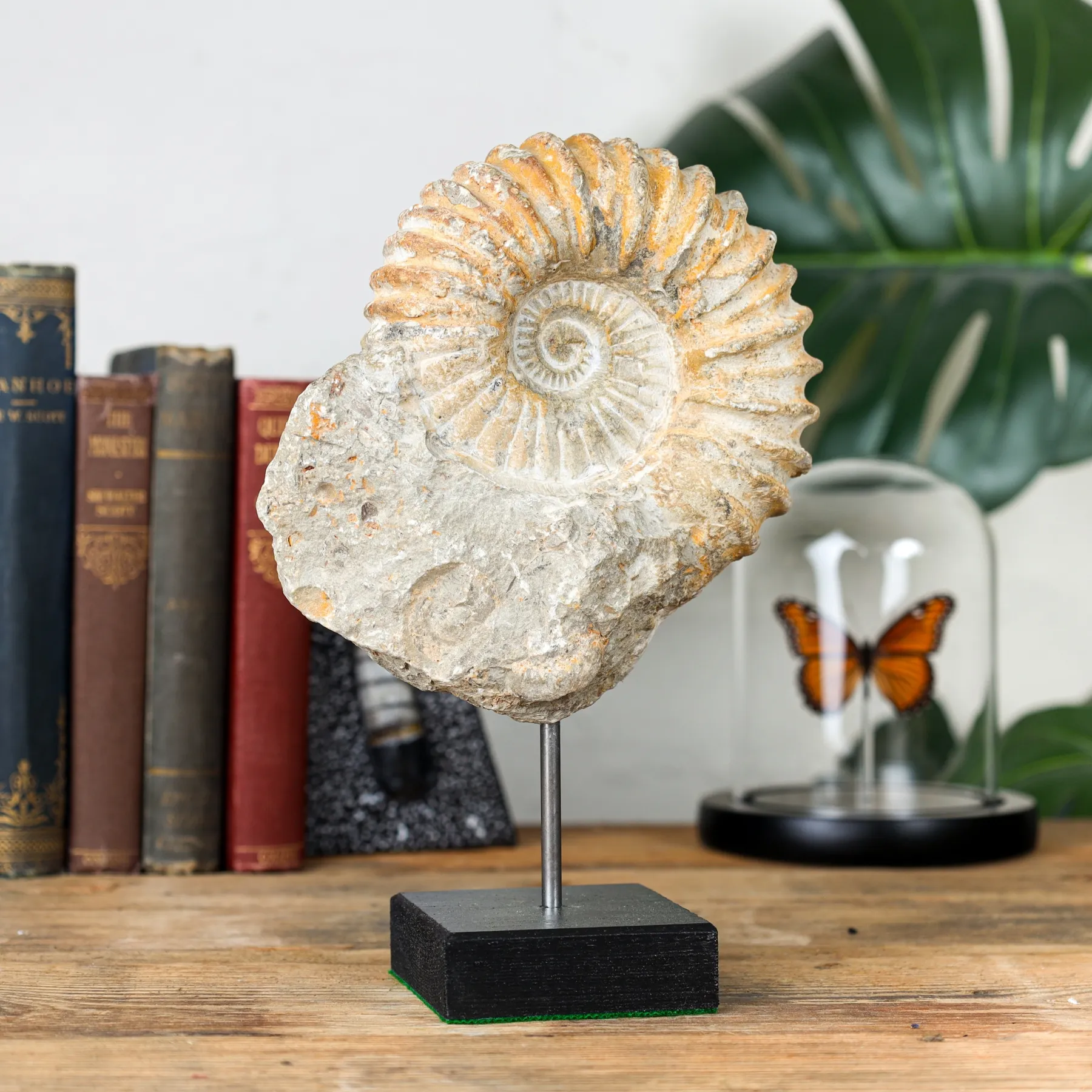 Minibeast Support de Fossile D'Ammonite Harpoceras Naturel (Harpoceras sp)
