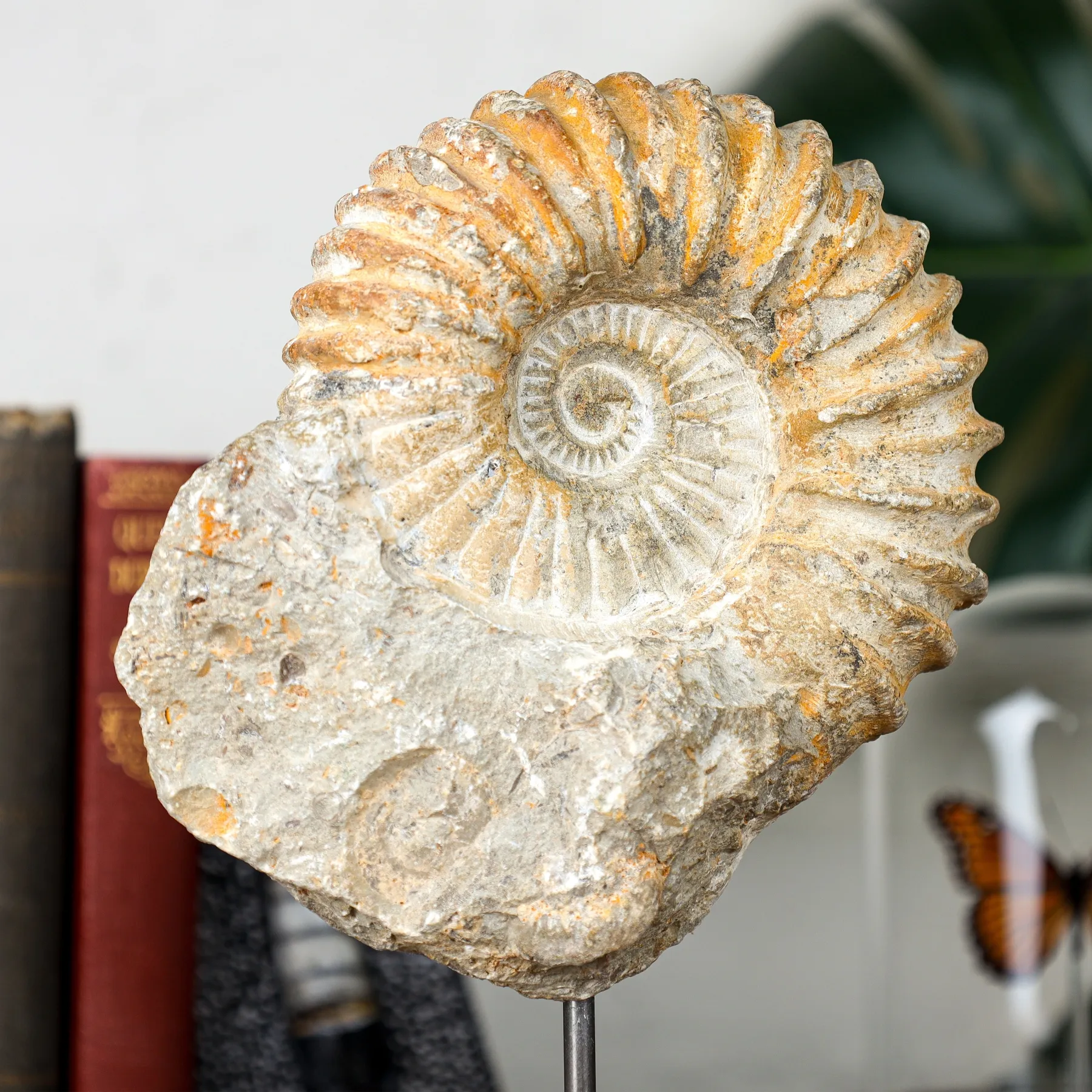 Minibeast Support de Fossile D'Ammonite Harpoceras Naturel (Harpoceras sp)