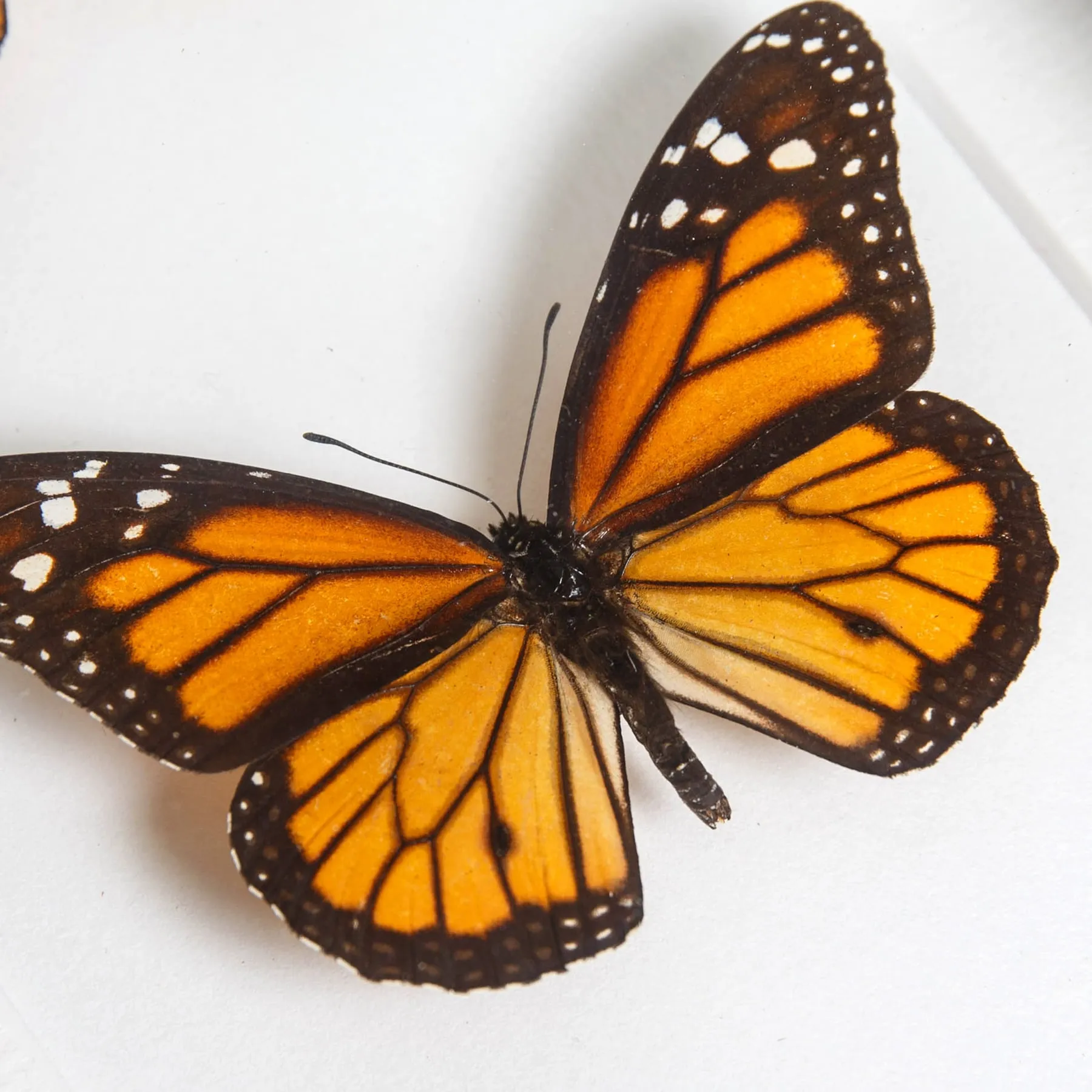Minibeast Trio de Papillons Tigre dans un Cadre (Danaus chrysippus, Plexippus et Genutia)