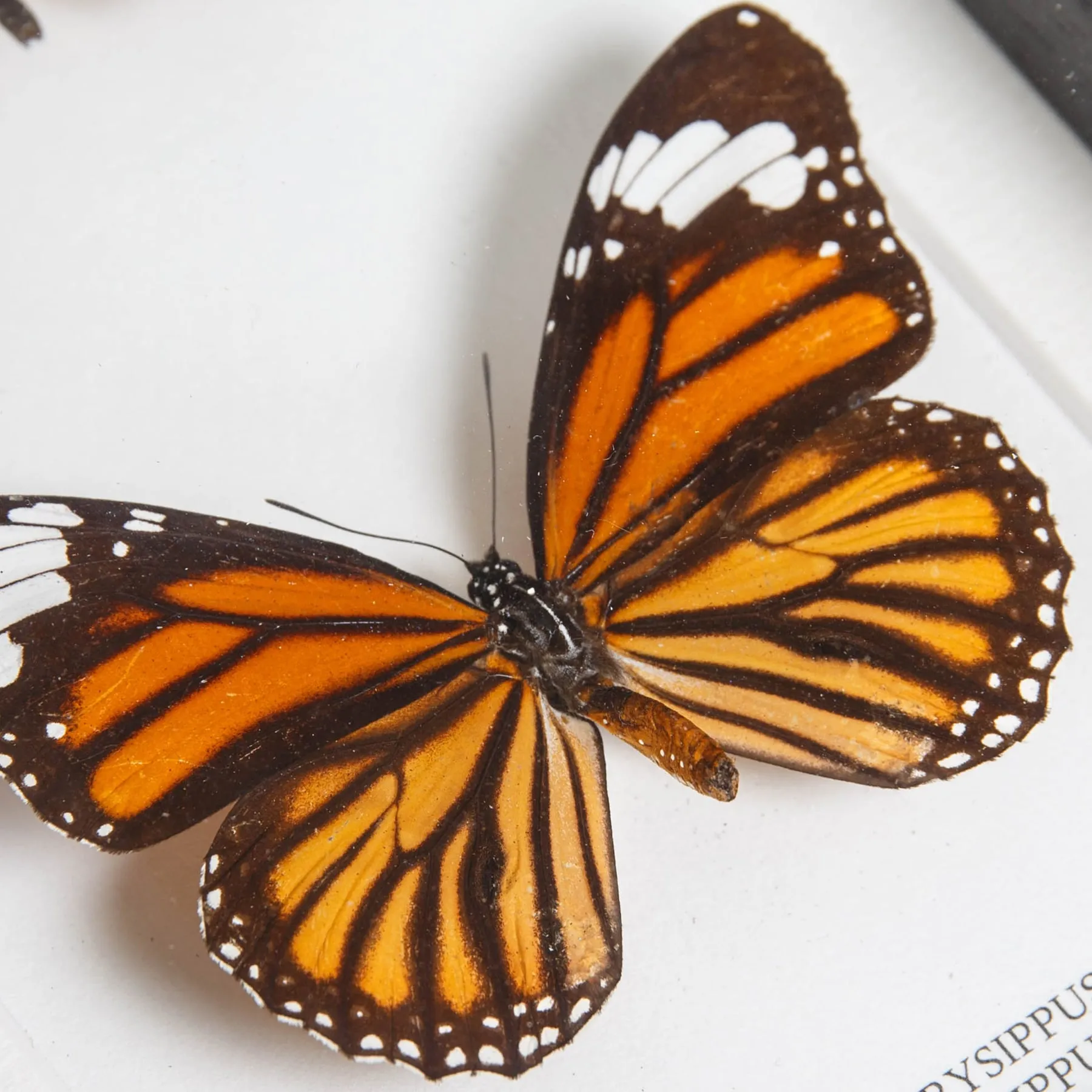 Minibeast Trio de Papillons Tigre dans un Cadre (Danaus chrysippus, Plexippus et Genutia)