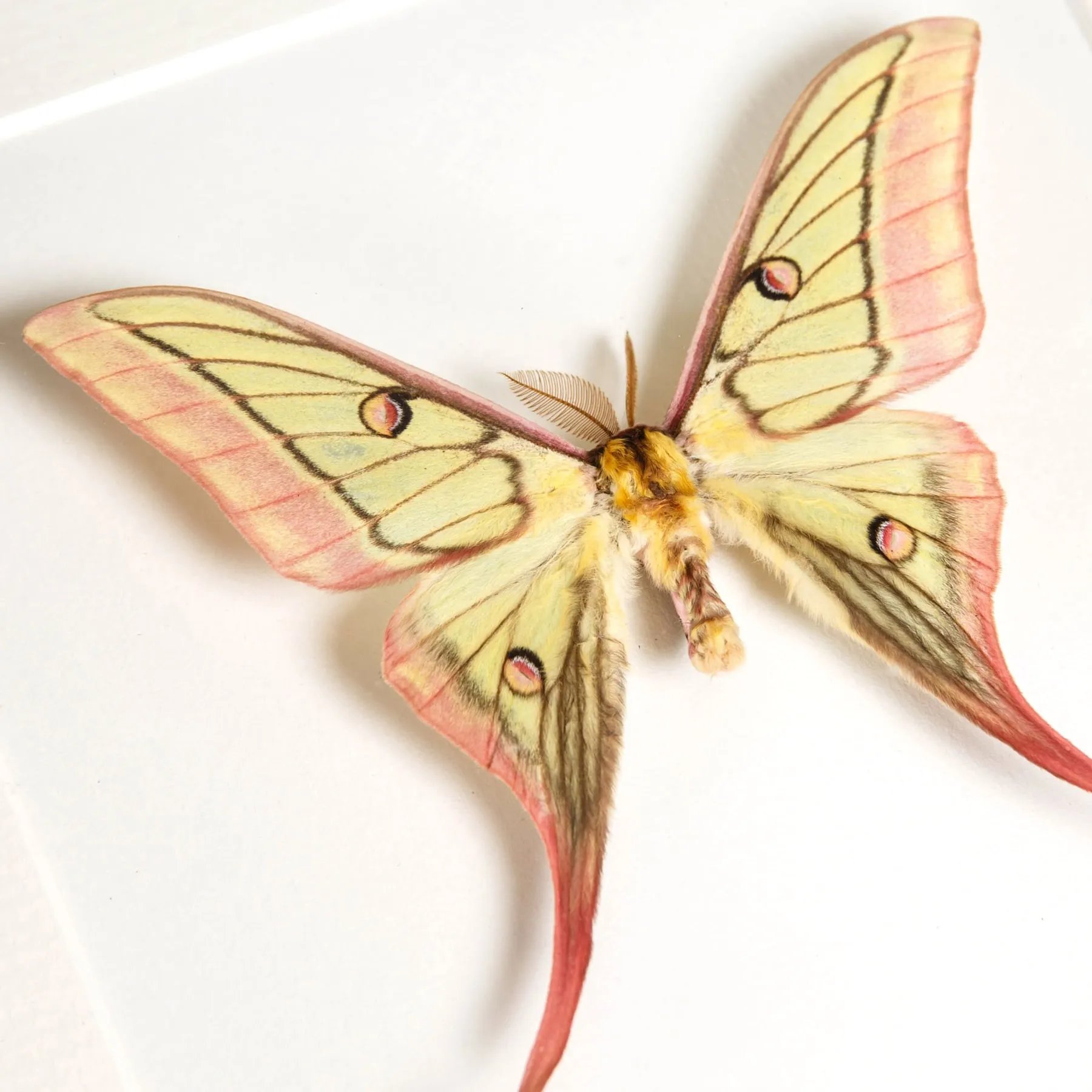 Very Rare Hybrid Moon Moth In Box Frame (Actias dubernardi x