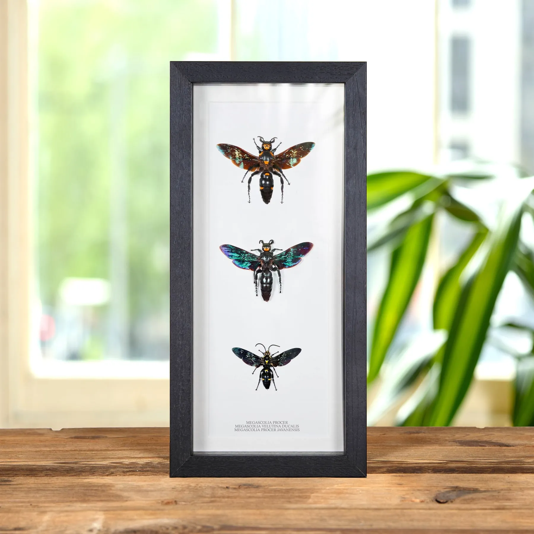 Megascolia The World's Largest Wasps In Box Frame (Megascolia procer, procer javanesis & velutina ducalis) Minibeast Megascolia The World's Largest Wasps In Box Frame (Megascolia procer, procer javanesis & velutina ducalis)