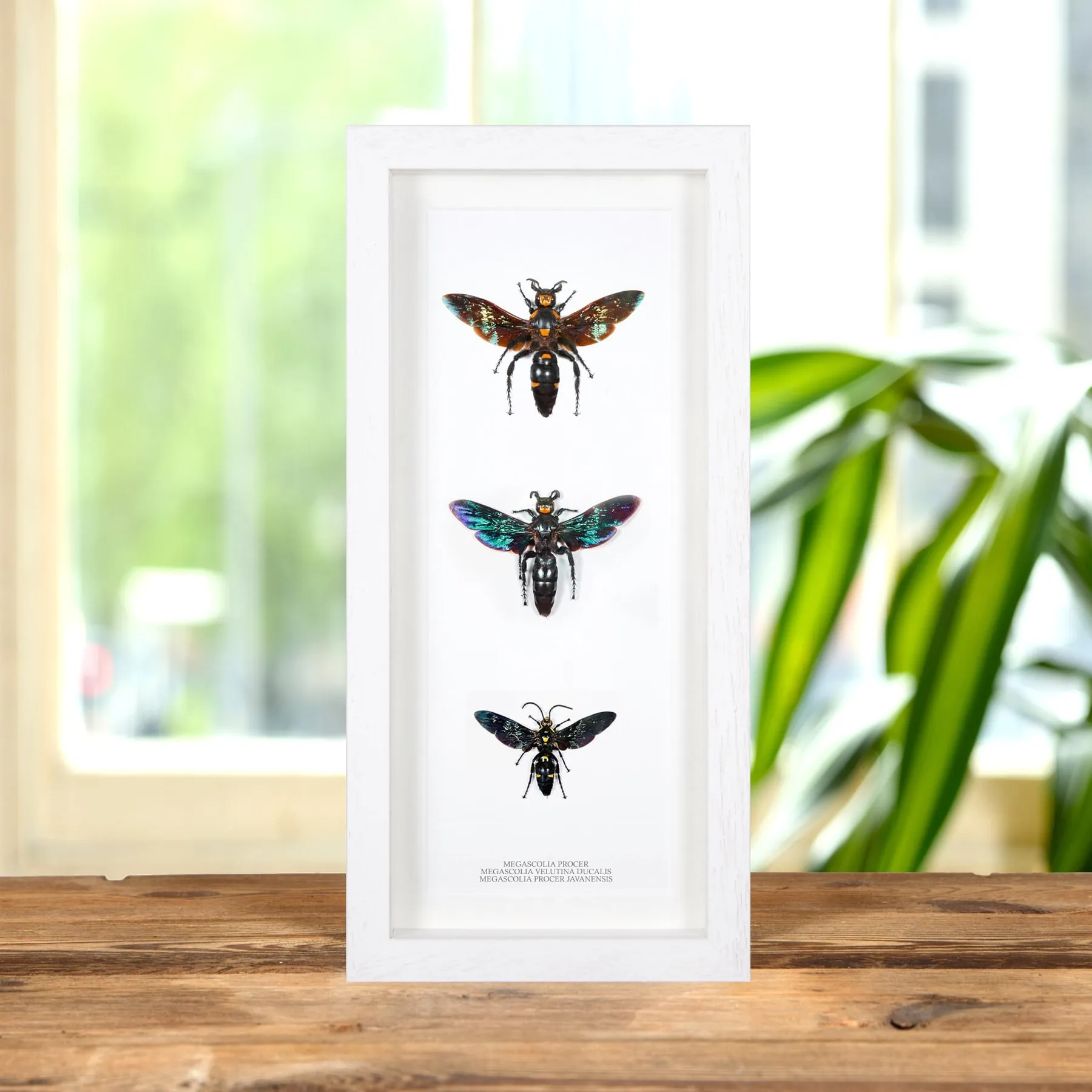 Megascolia The World's Largest Wasps In Box Frame (Megascolia procer, procer javanesis & velutina ducalis) Minibeast Megascolia The World's Largest Wasps In Box Frame (Megascolia procer, procer javanesis & velutina ducalis)