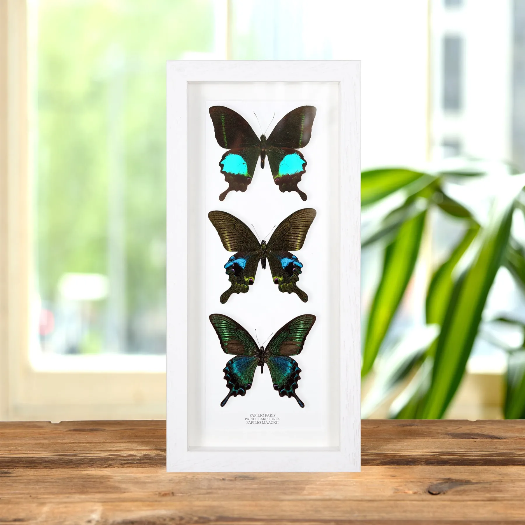 Minibeast Blue Peacock Butterfly Trio In Box Frame (Papilio paris, arcturus & maackii)