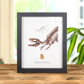 Carcharodontosaurus Dinosaur Tooth Fossil & Illustration (Carcharodontosaurus saharicus)