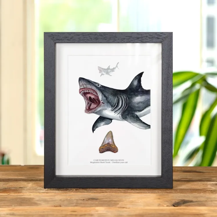 3 Inch Megalodon Shark Tooth & Close up Illustration (Carcharodon megalodon) Fossil In Box Frame