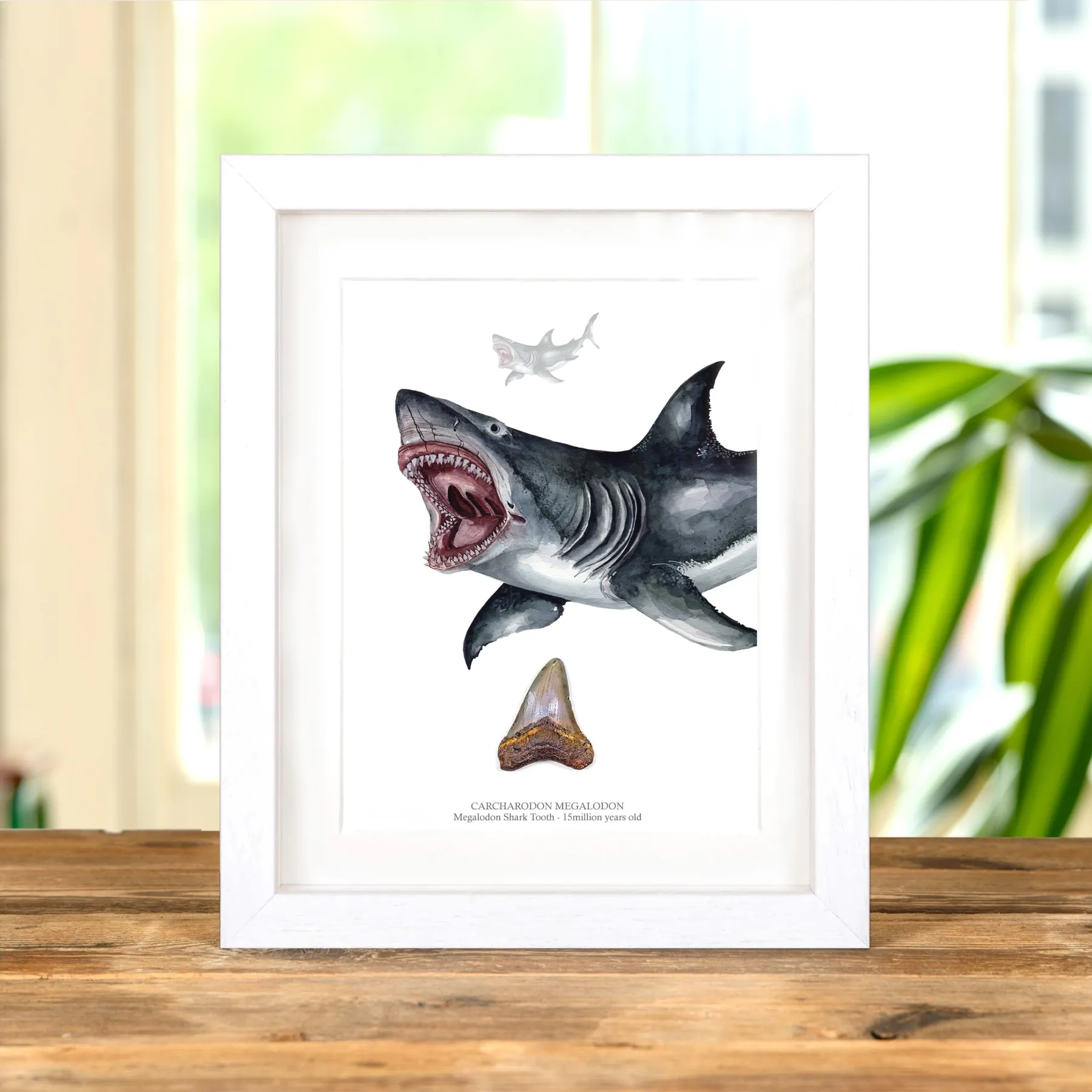 Minibeast 3 Inch Megalodon Shark Tooth & Close up Illustration (Carcharodon megalodon) Fossil In Box Frame