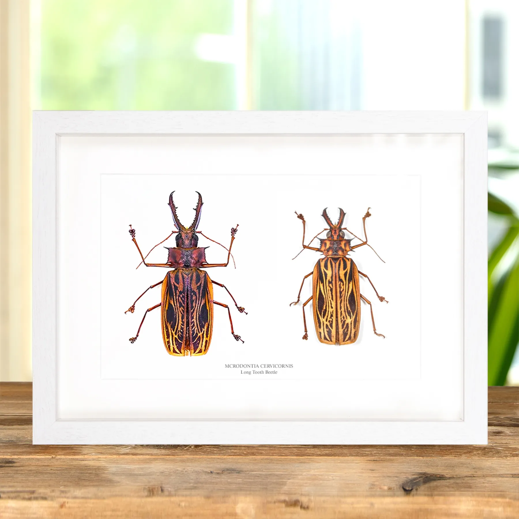 Minibeast Sabertooth Longhorn Beetle Male & Female Pair In Box Frame (Macrodontia cervicornis)