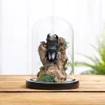 Minibeast Giant Stag Beetle Still Life In Glass Dome (Dorcus titanus)