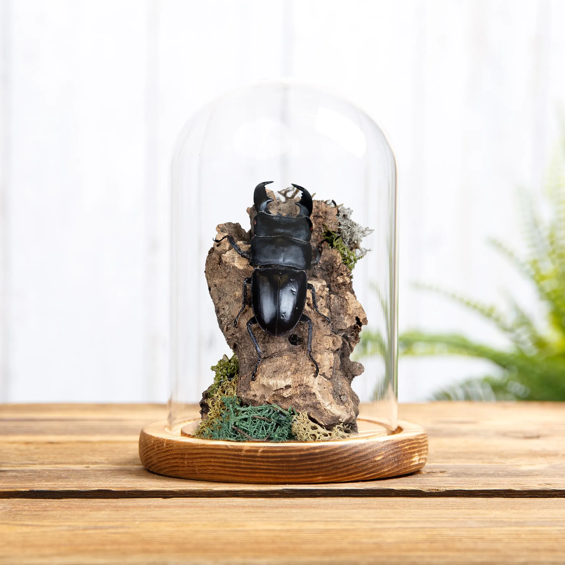 Giant Stag Beetle Still Life In Glass Dome (Dorcus titanus) Giant Stag Beetle Still Life In Glass Dome (Dorcus titanus)
