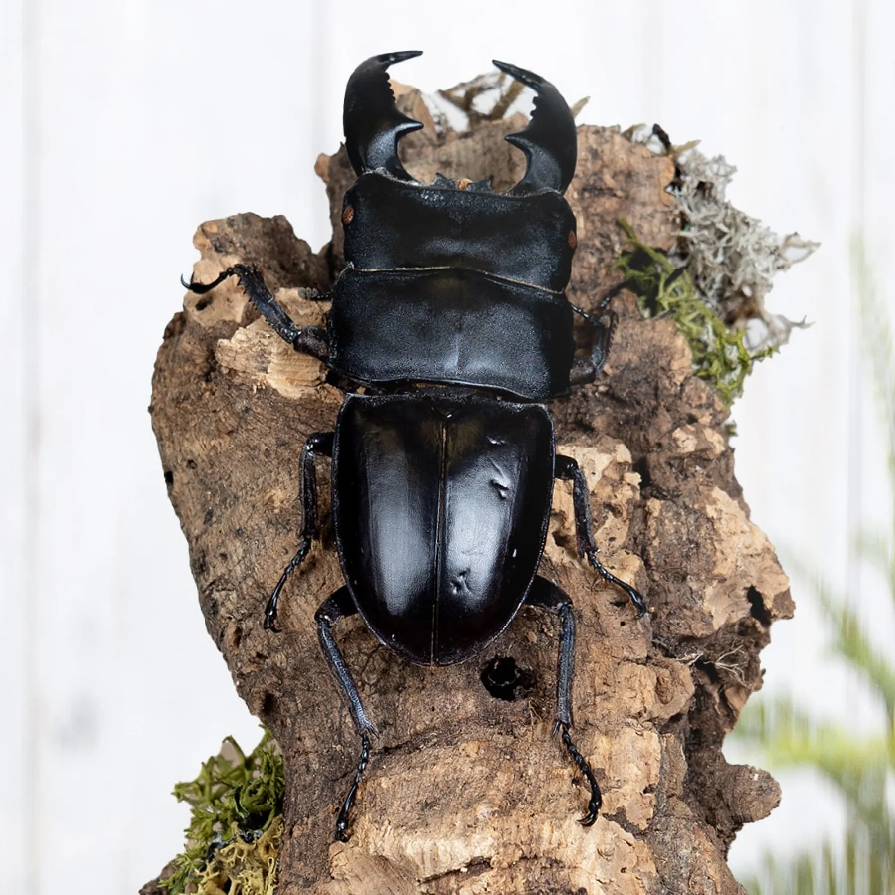 Giant Stag Beetle Still Life In Glass Dome (Dorcus titanus) Giant Stag Beetle Still Life In Glass Dome (Dorcus titanus)