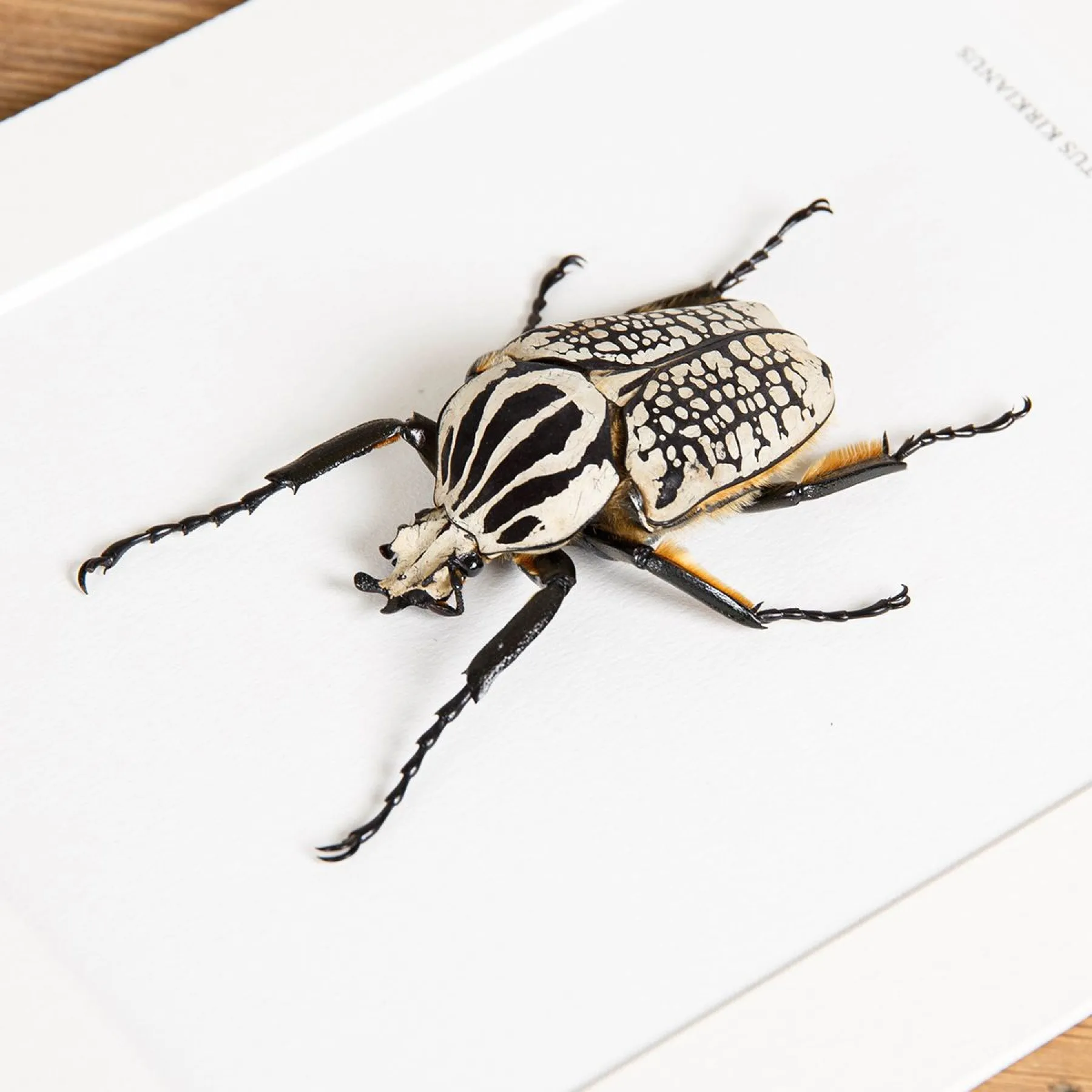 Goliath Beetle In Box Frame (Goliathus albosignatus kirkianus)