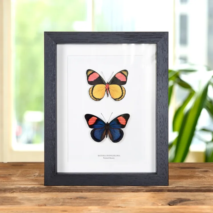 Painted Beauty Butterfly Pair In Box Frame (Batesia hypochlora)