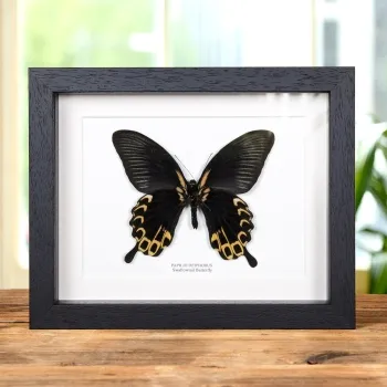 Zwaluwstaart Geel-Vorm Vlinder Ventraal Zijde in Lijst (Papilio deiphobus)
