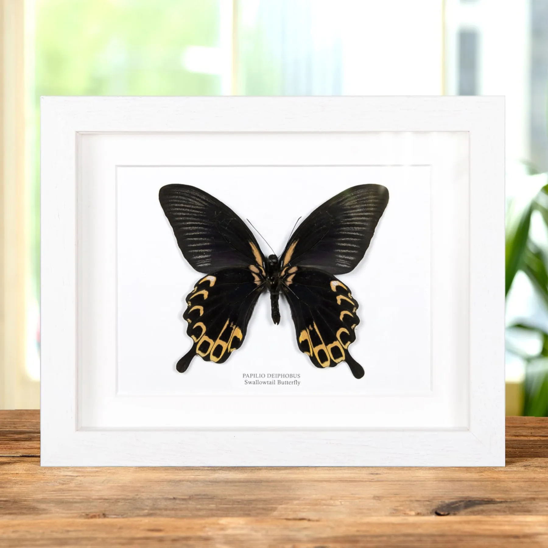 Minibeast Zwaluwstaart Geel-Vorm Vlinder Ventraal Zijde in Lijst (Papilio deiphobus)
