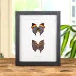 Minibeast Dead Leaf Butterfly Pair In Box Frame (Kallima inachus)