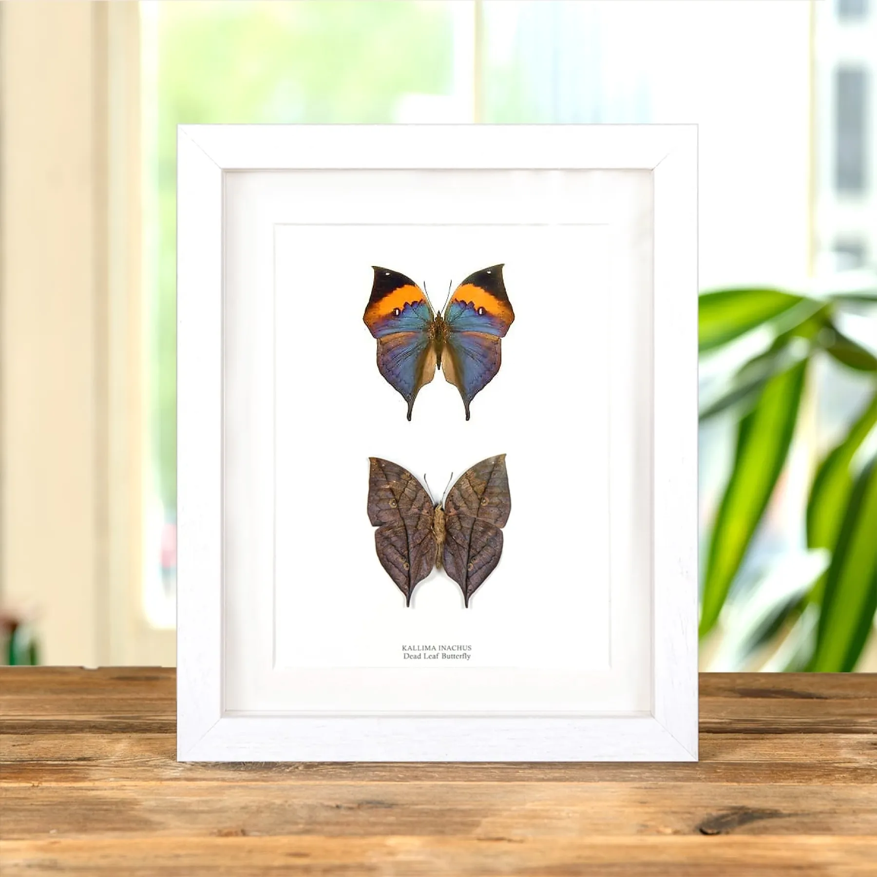 Dead Leaf Butterfly Pair In Box Frame (Kallima inachus)