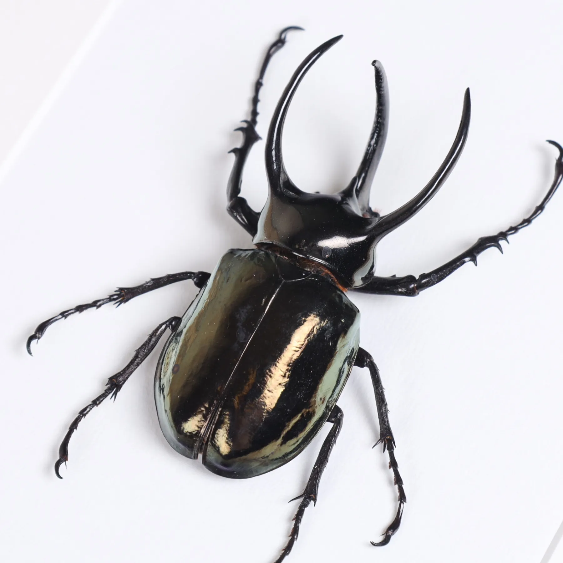 Atlas Beetle In Box Frame (Chalcosoma atlas) Minibeast Atlas Beetle In Box Frame (Chalcosoma atlas)