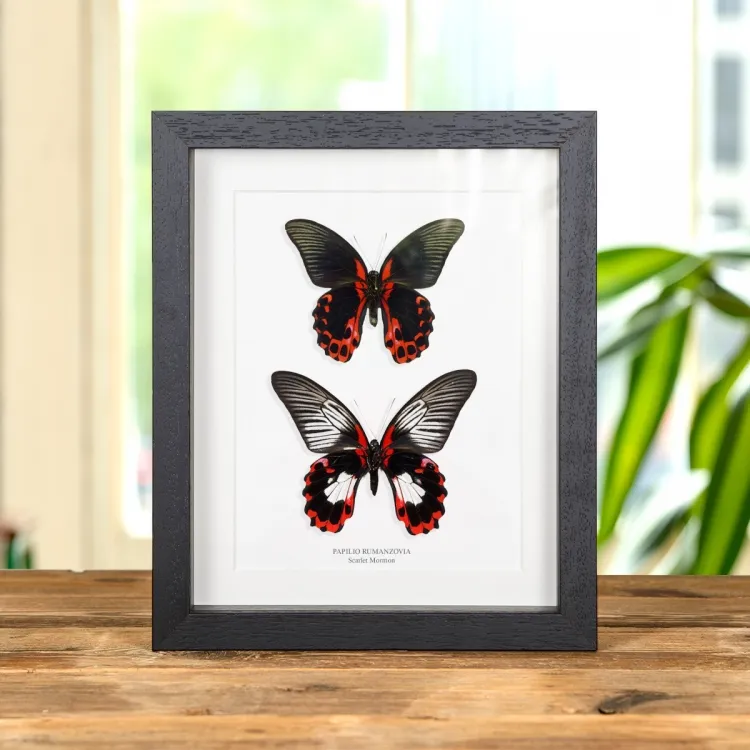 Scarlet Mormon Butterfly Male & Female Pair In Box Frame (Papilio rumanzovia)