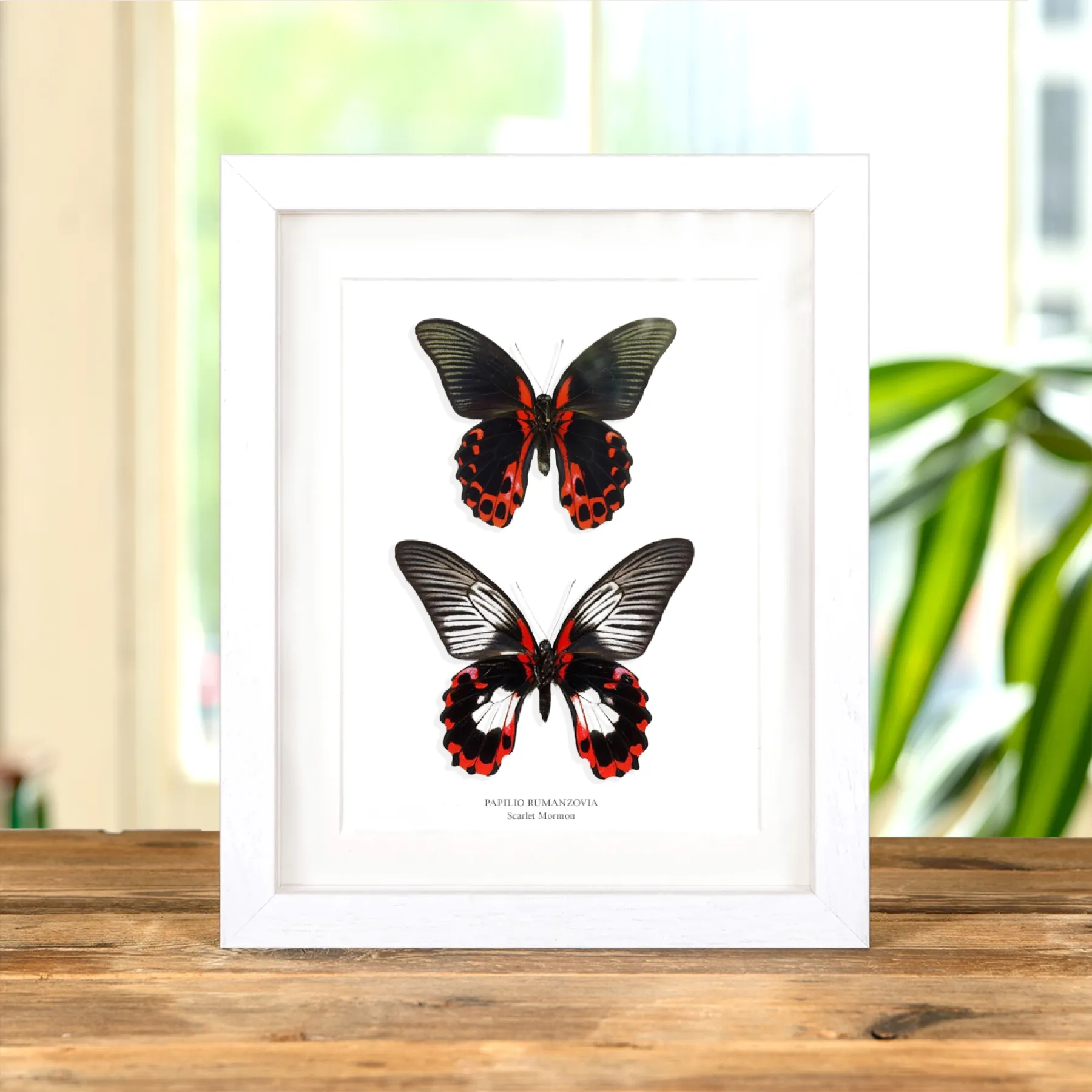 Minibeast Scharlachroter Mormon-Schmetterling Männlich & Weiblich Paar im Rahmen (Papilio rumanzovia)