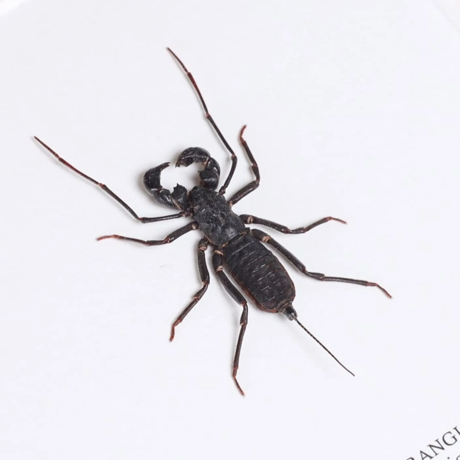 Whip Scorpion In Box Frame (Hypocnoctus rangunensis) Minibeast Whip Scorpion In Box Frame (Hypocnoctus rangunensis)