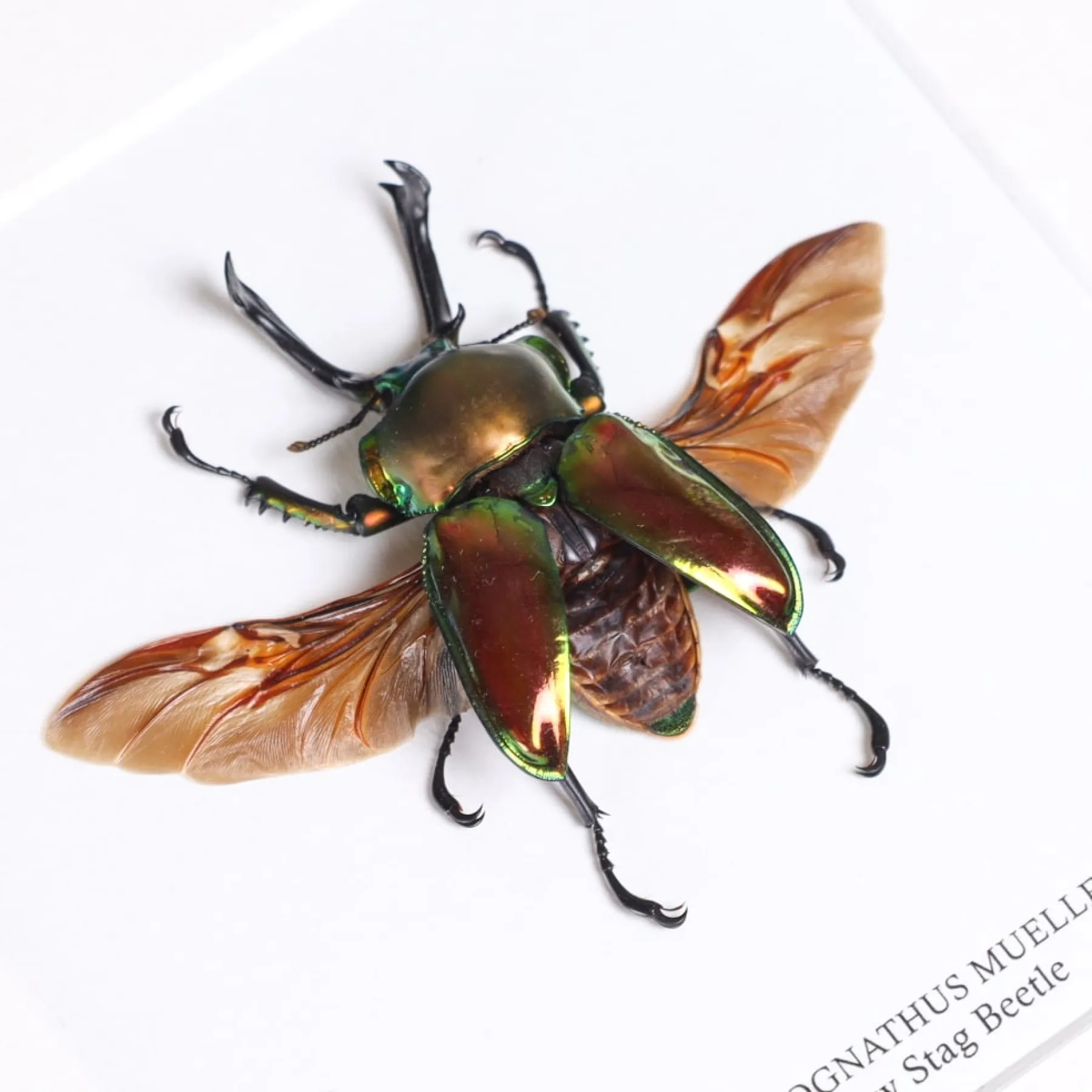 Minibeast Cervo volante arcobaleno con ali spiegate in cornice (Phalacrognathus muelleri)
