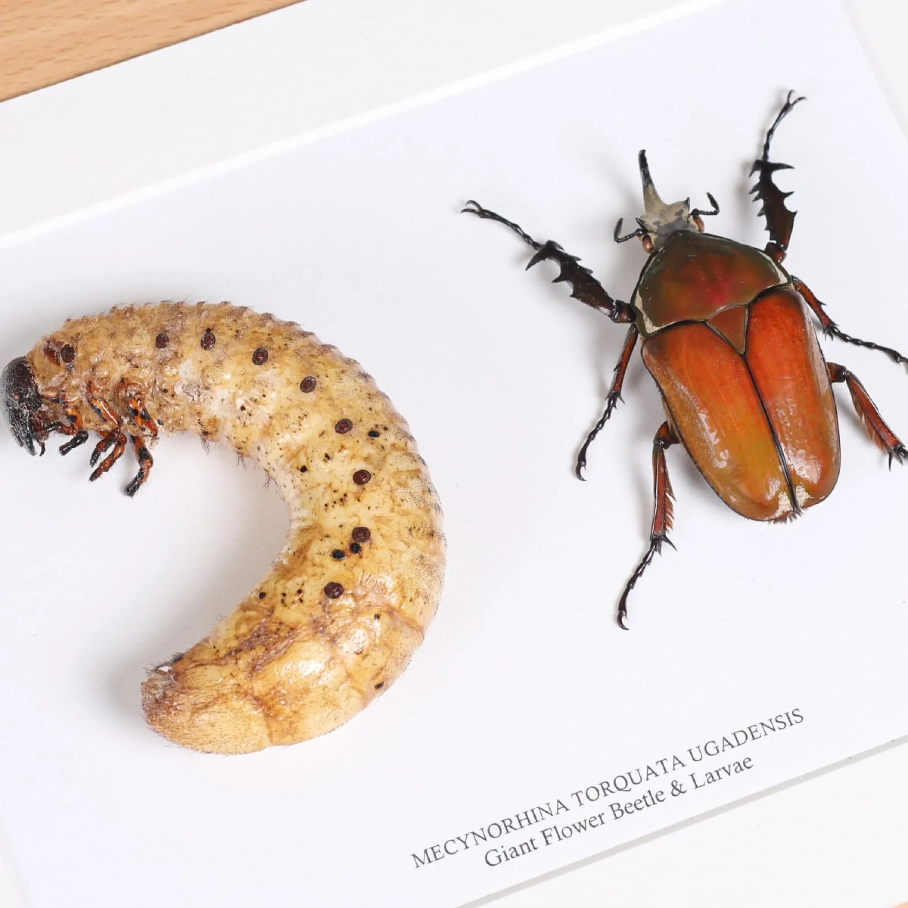 Giant Flower Beetle & Larvae In Box Frame (Mecynorhina torquata ugandensis) Minibeast Giant Flower Beetle & Larvae In Box Frame (Mecynorhina torquata ugandensis)
