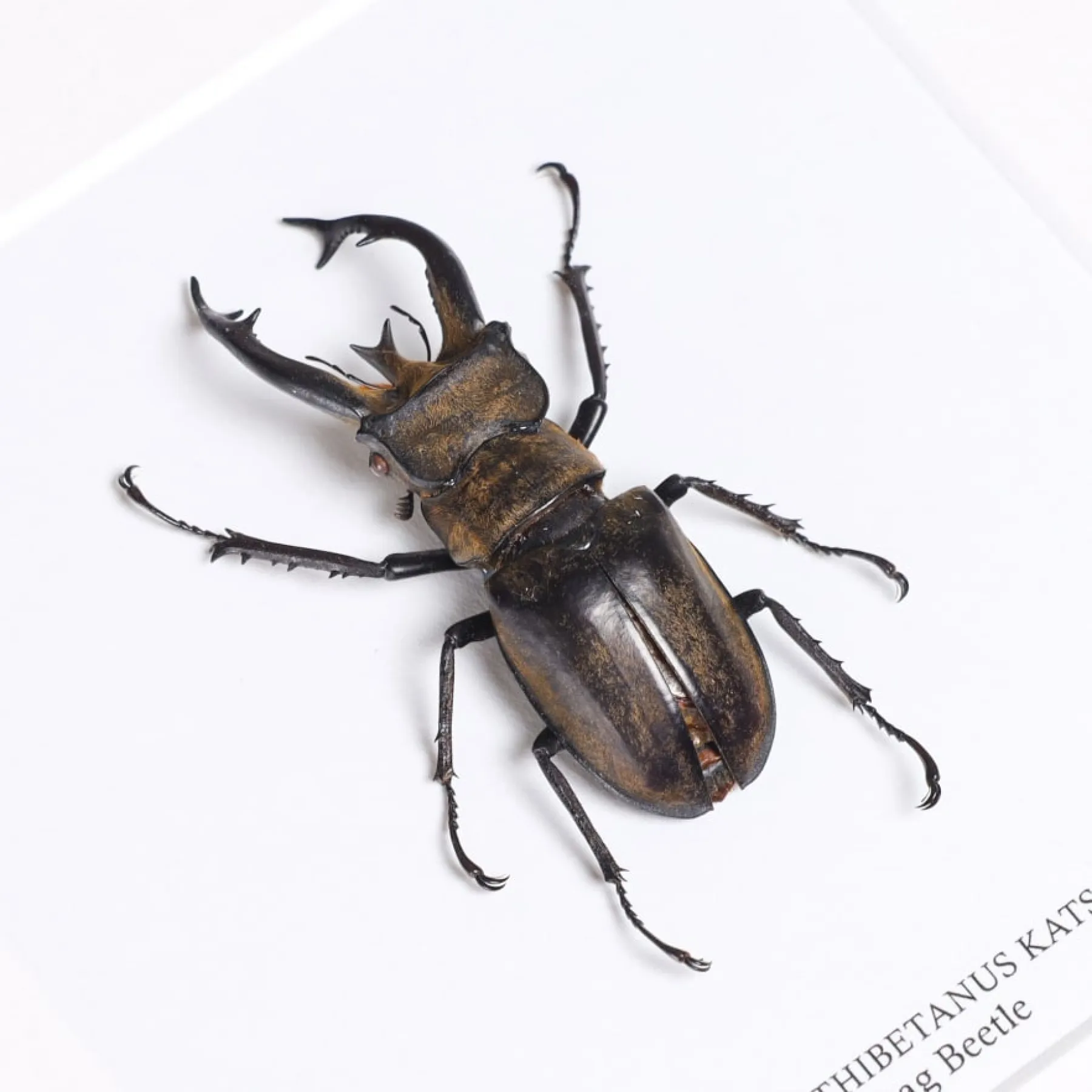 Minibeast Stag Beetle In Box Frame (Lucanus Thibetanus katsurai)