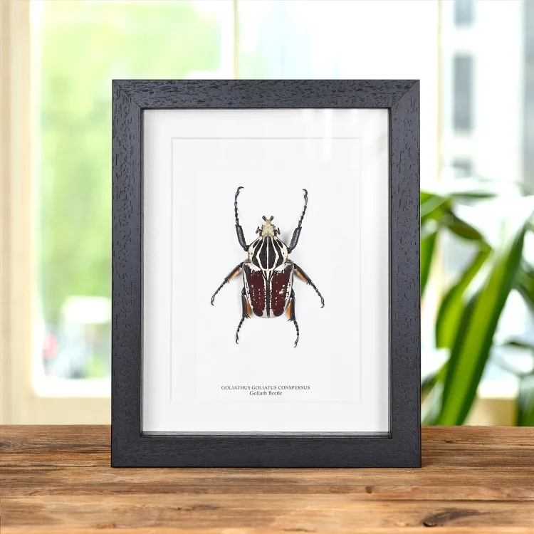 Goliath Beetle In Box Frame (Goliathus goliatus conspersus)