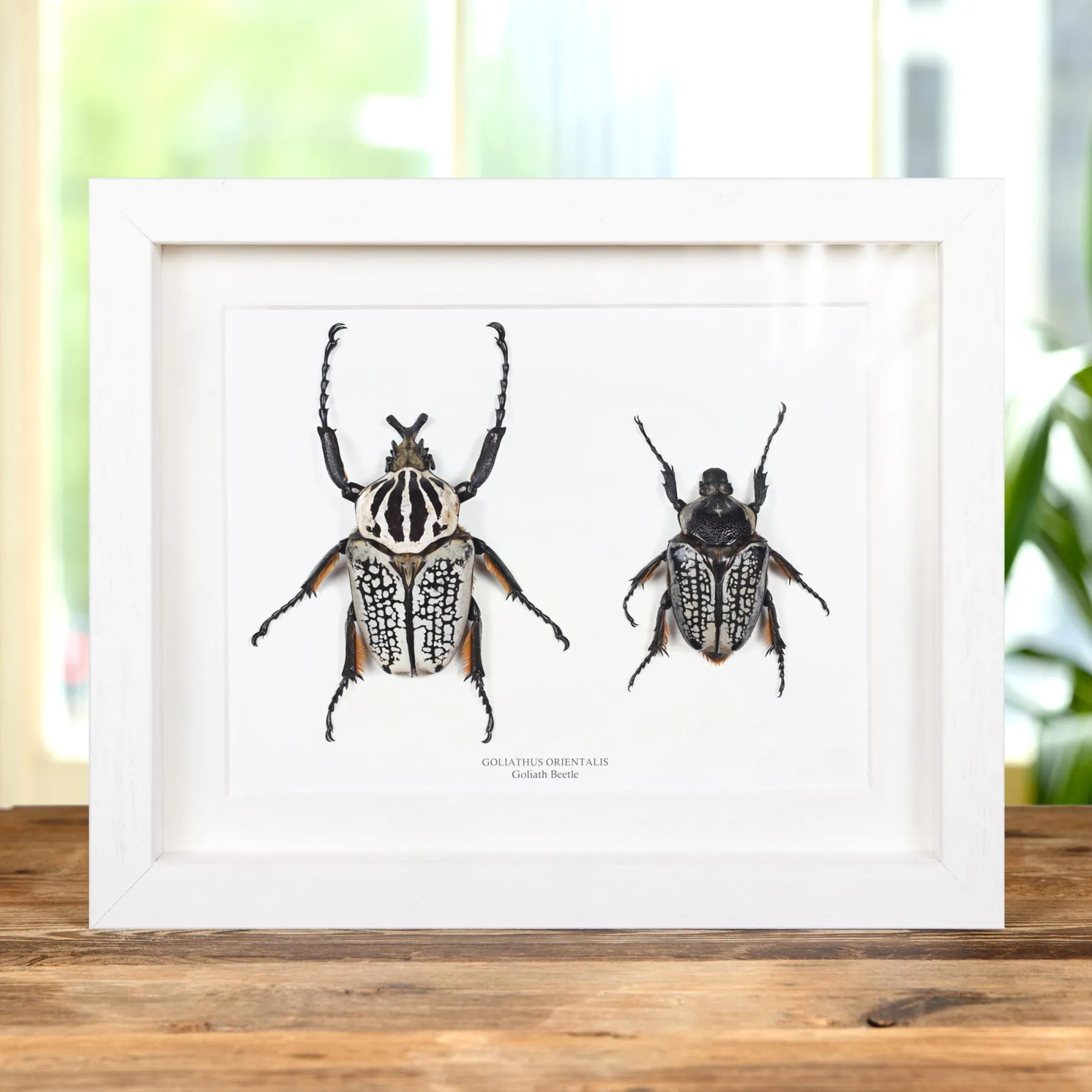 Giant Goliath Beetle Male & Female Pair In Box Frame (Goliathus orientalis)