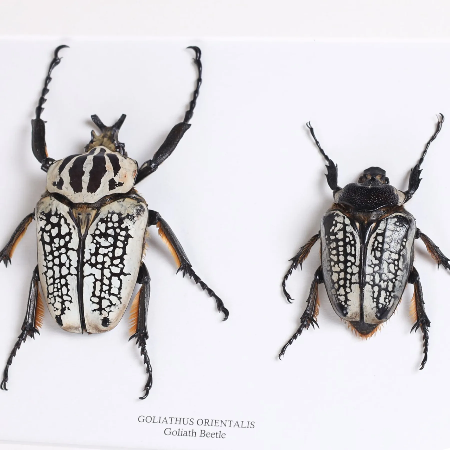 Giant Goliath Beetle Male & Female Pair In Box Frame (Goliathus orientalis)